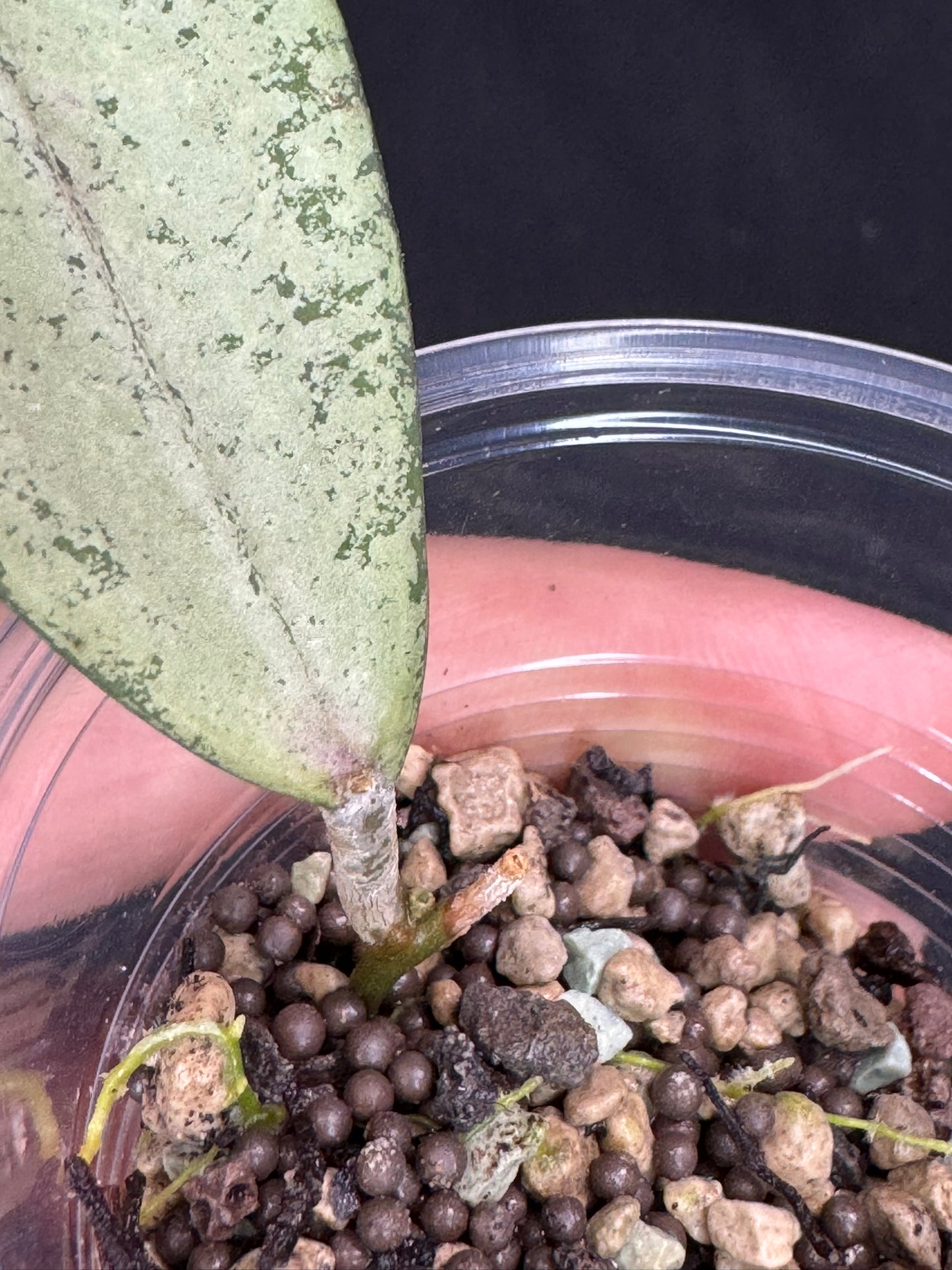 Hoya bengkulu silver, nice silvery leaf, rare