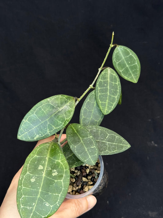 Hoya elliptica splash, cute leaves