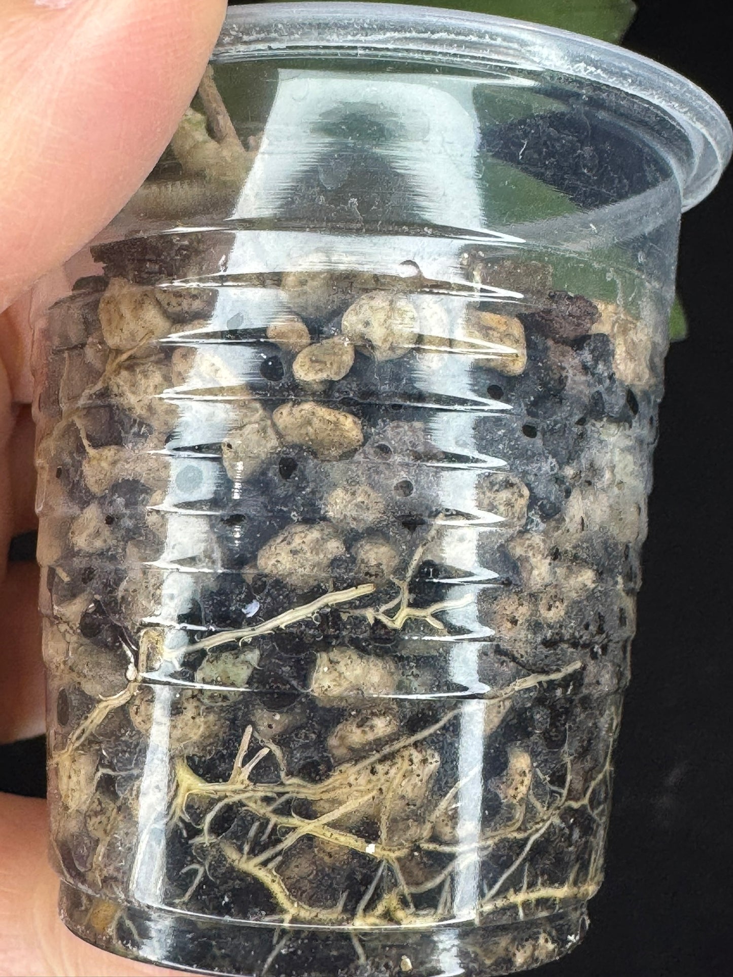 Hoya elliptica splash, cute leaves