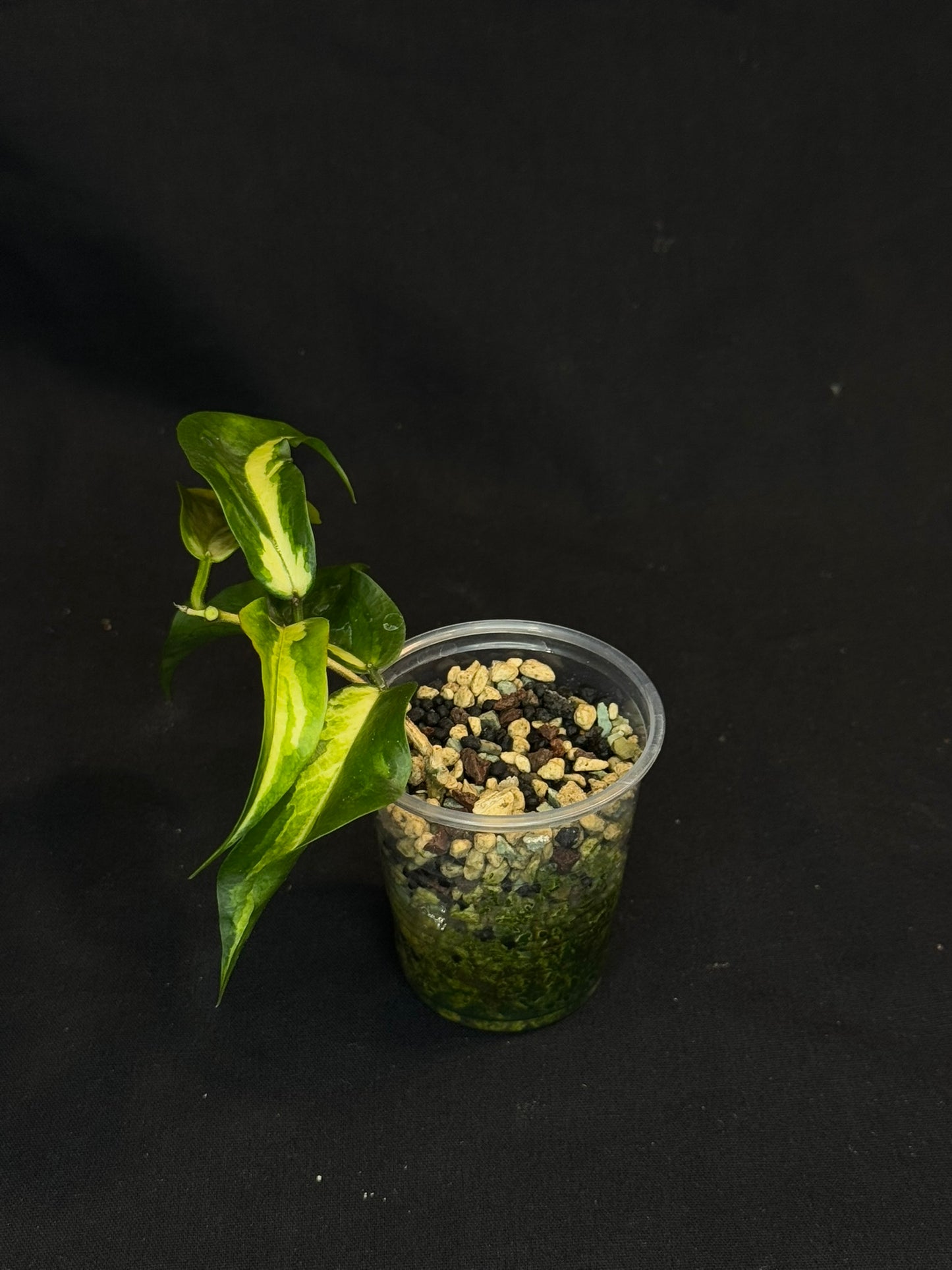 Hoya Kenejiana variegata, nice inner variegation, wavy leaves, rare and special