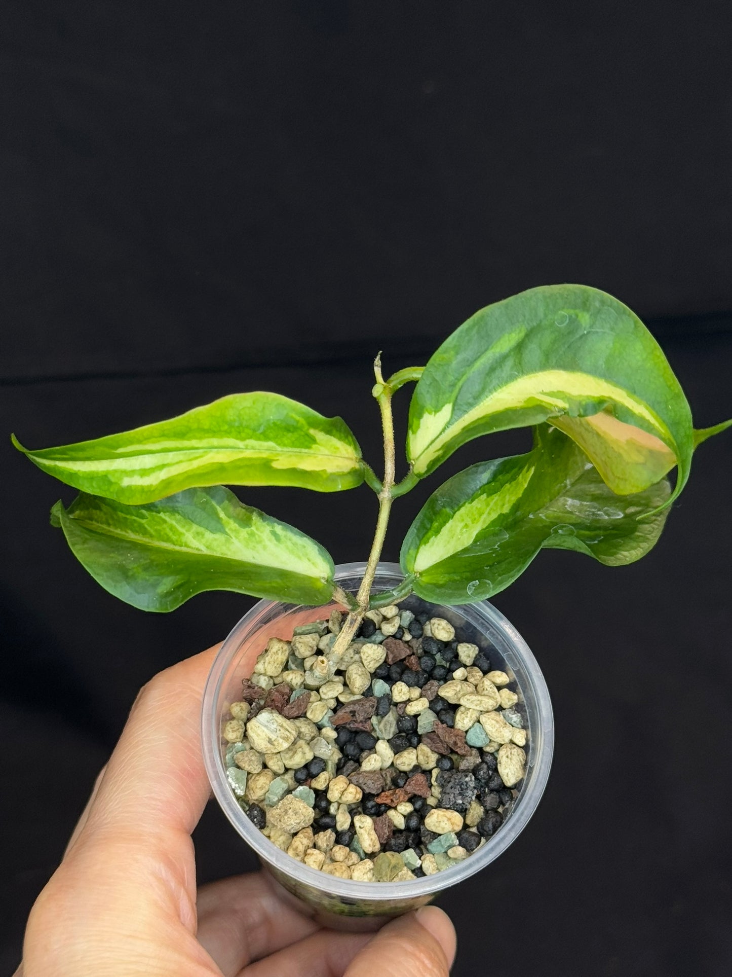 Hoya Kenejiana variegata, nice inner variegation, wavy leaves, rare and special