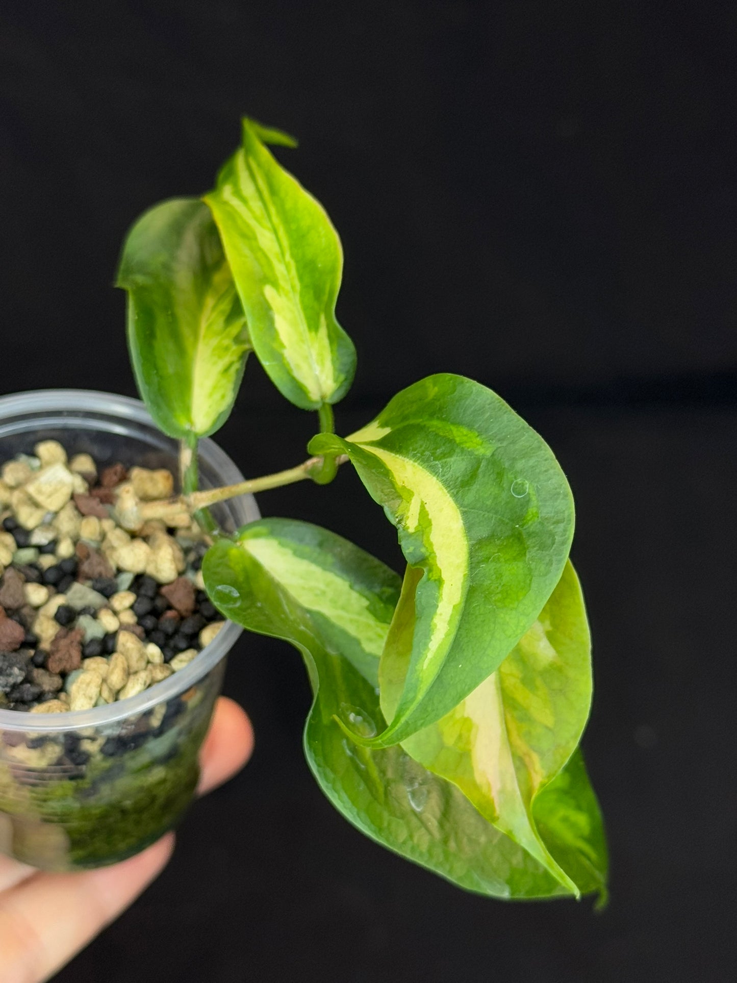 Hoya Kenejiana variegata, nice inner variegation, wavy leaves, rare and special