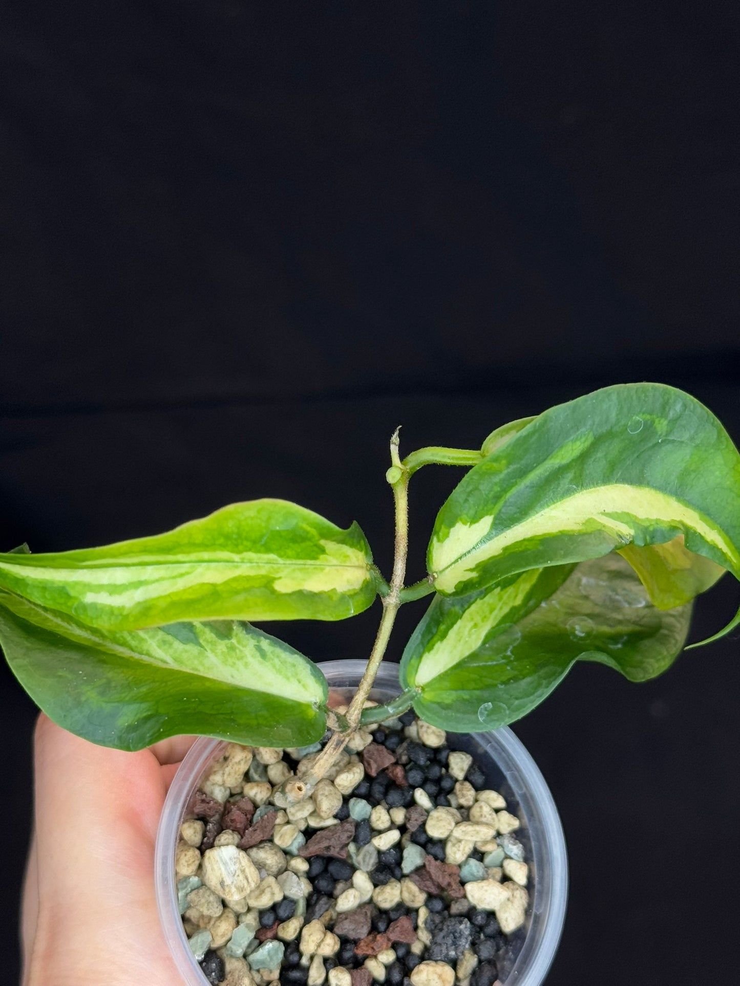 Hoya Kenejiana variegata, nice inner variegation, wavy leaves, rare and special