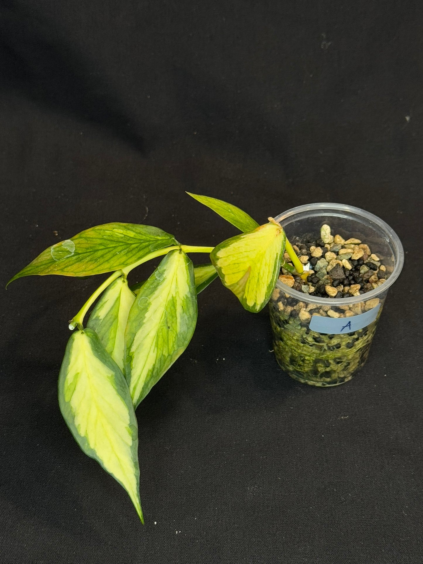 Hoya polyneura variegated (inner) (#A), rare and beautiful variegation