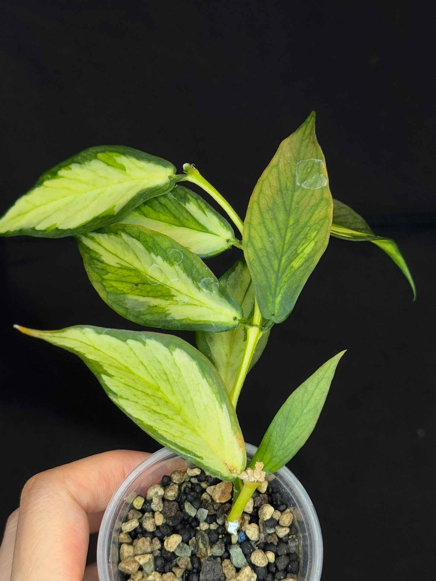Hoya polyneura variegated (inner) (#A), rare and beautiful variegation