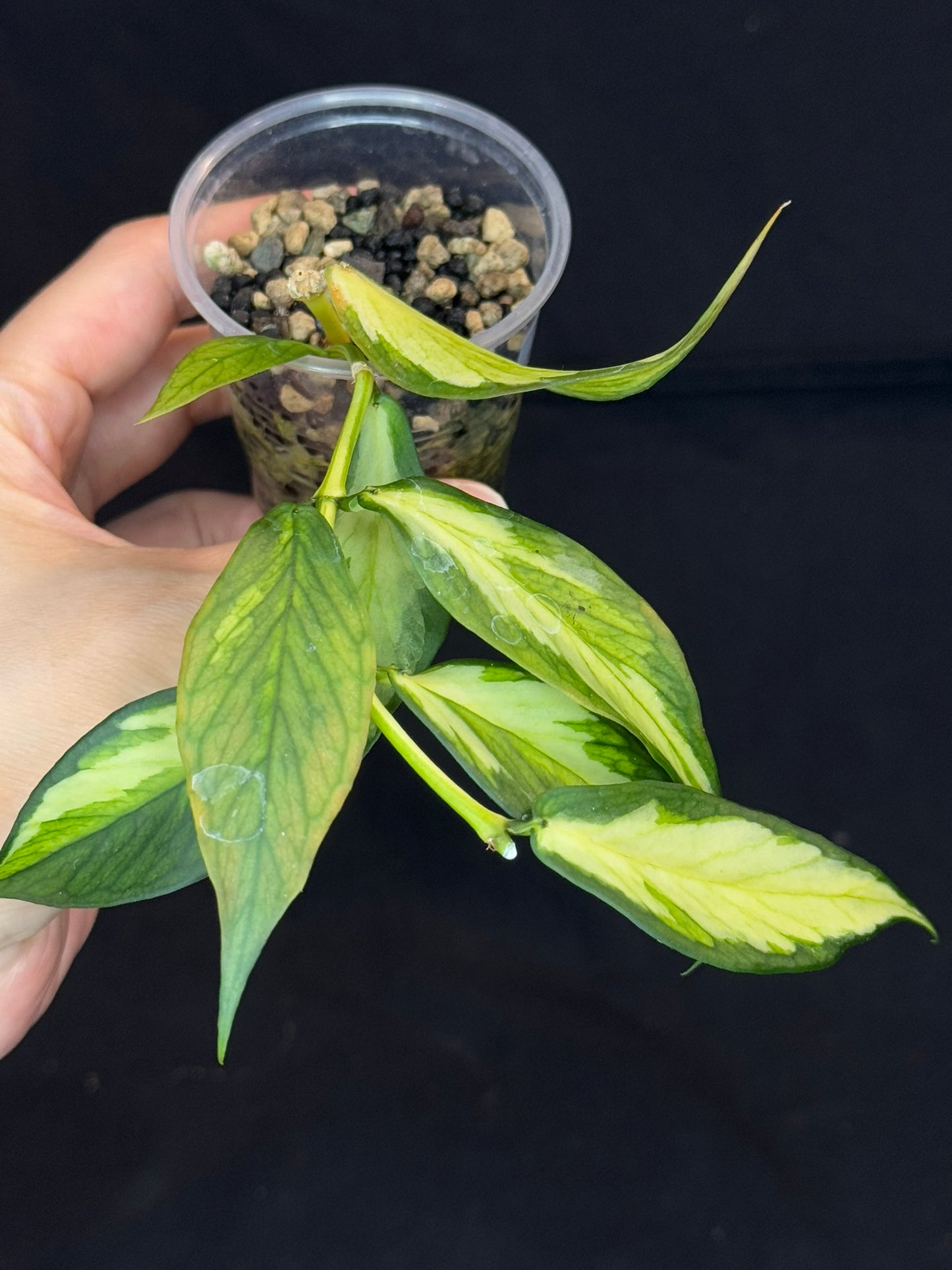 Hoya polyneura variegated (inner) (#A), rare and beautiful variegation