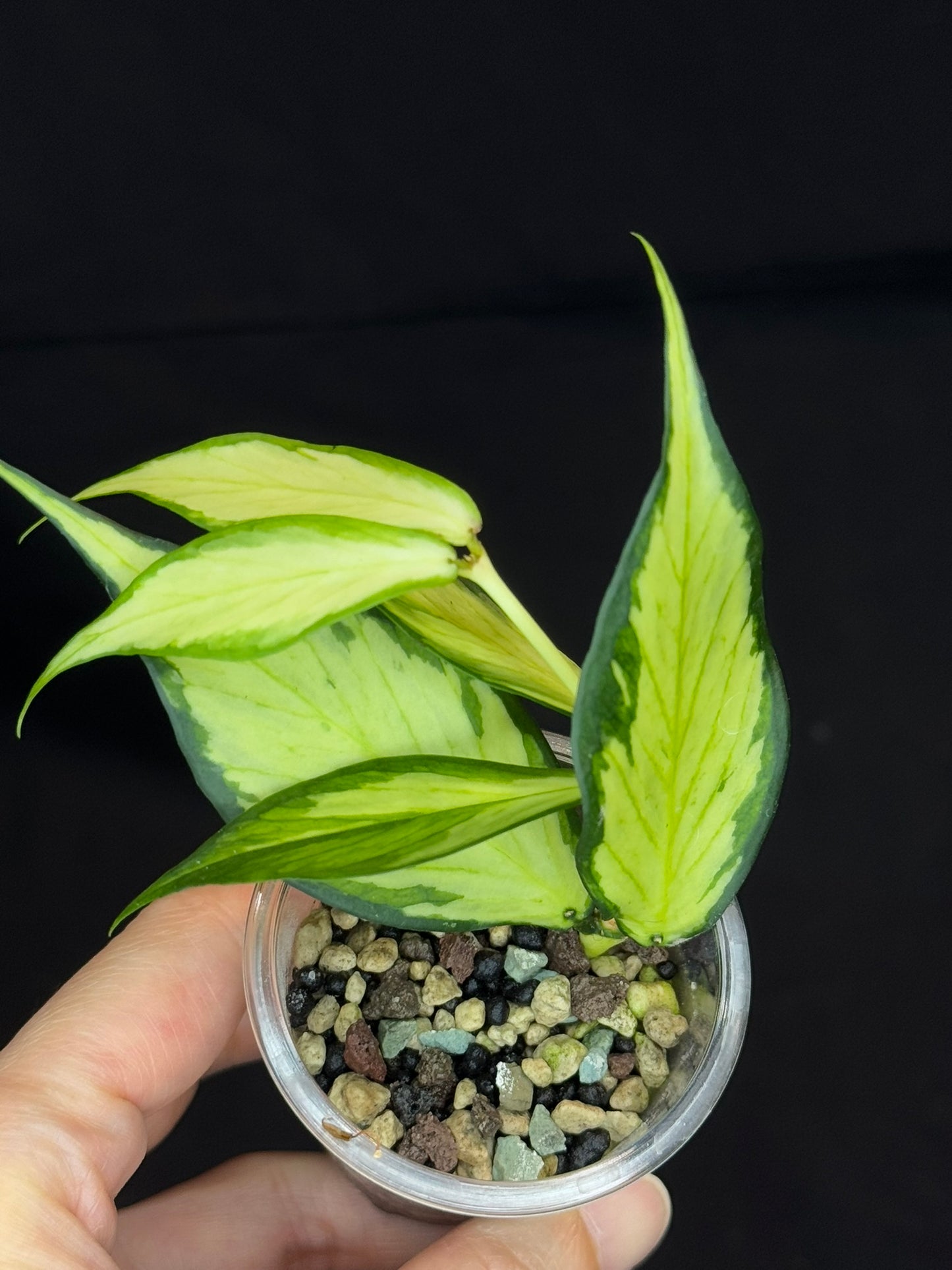 Hoya polyneura variegated (inner) (#B), rare and beautiful variegation