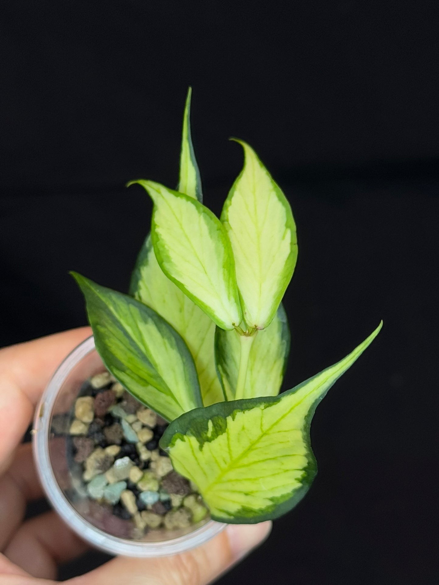 Hoya polyneura variegated (inner) (#B), rare and beautiful variegation