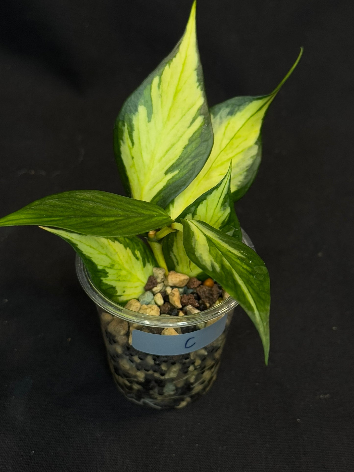 Hoya polyneura variegated (inner) (#C), rare and beautiful variegation