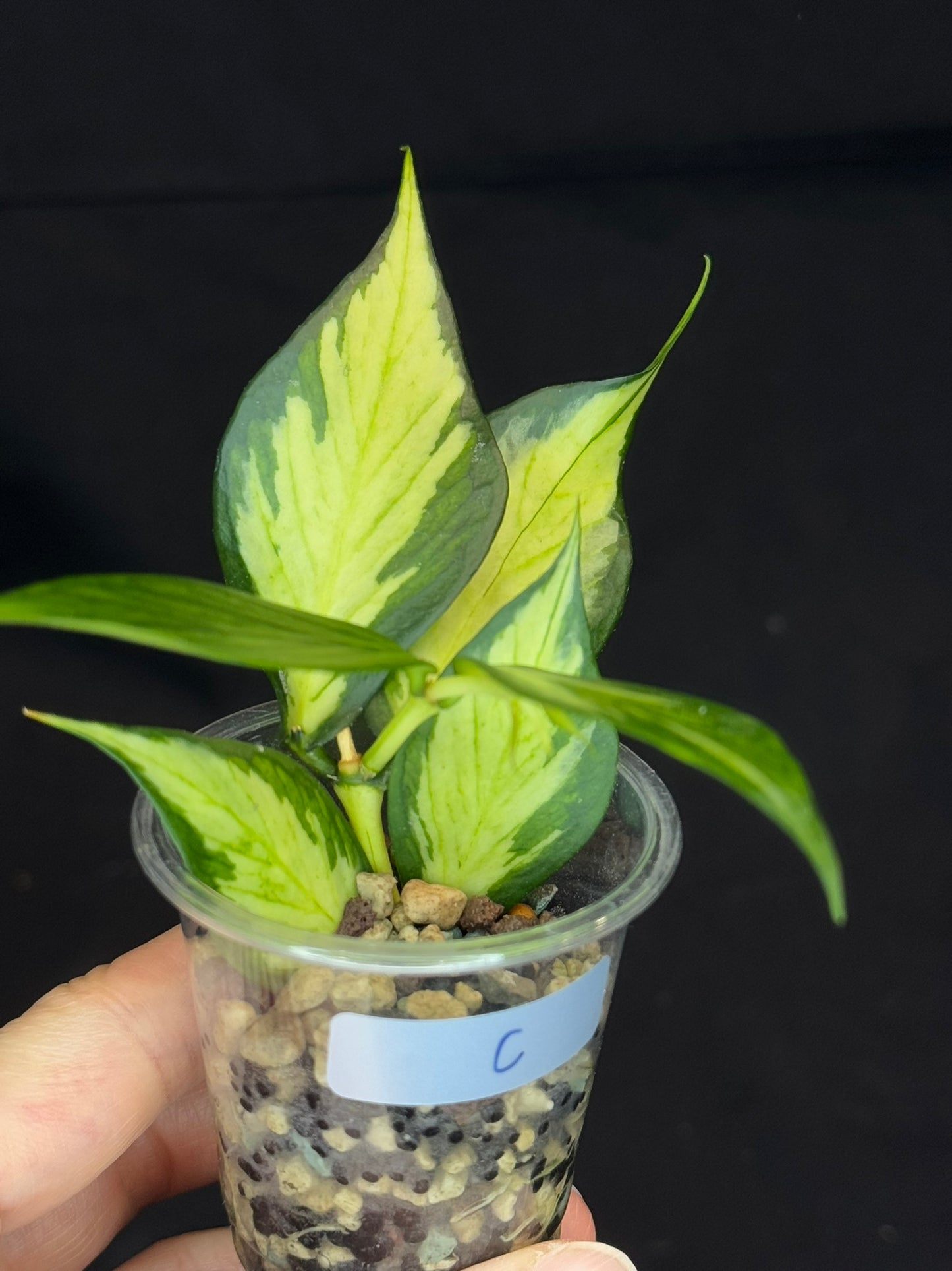 Hoya polyneura variegated (inner) (#C), rare and beautiful variegation