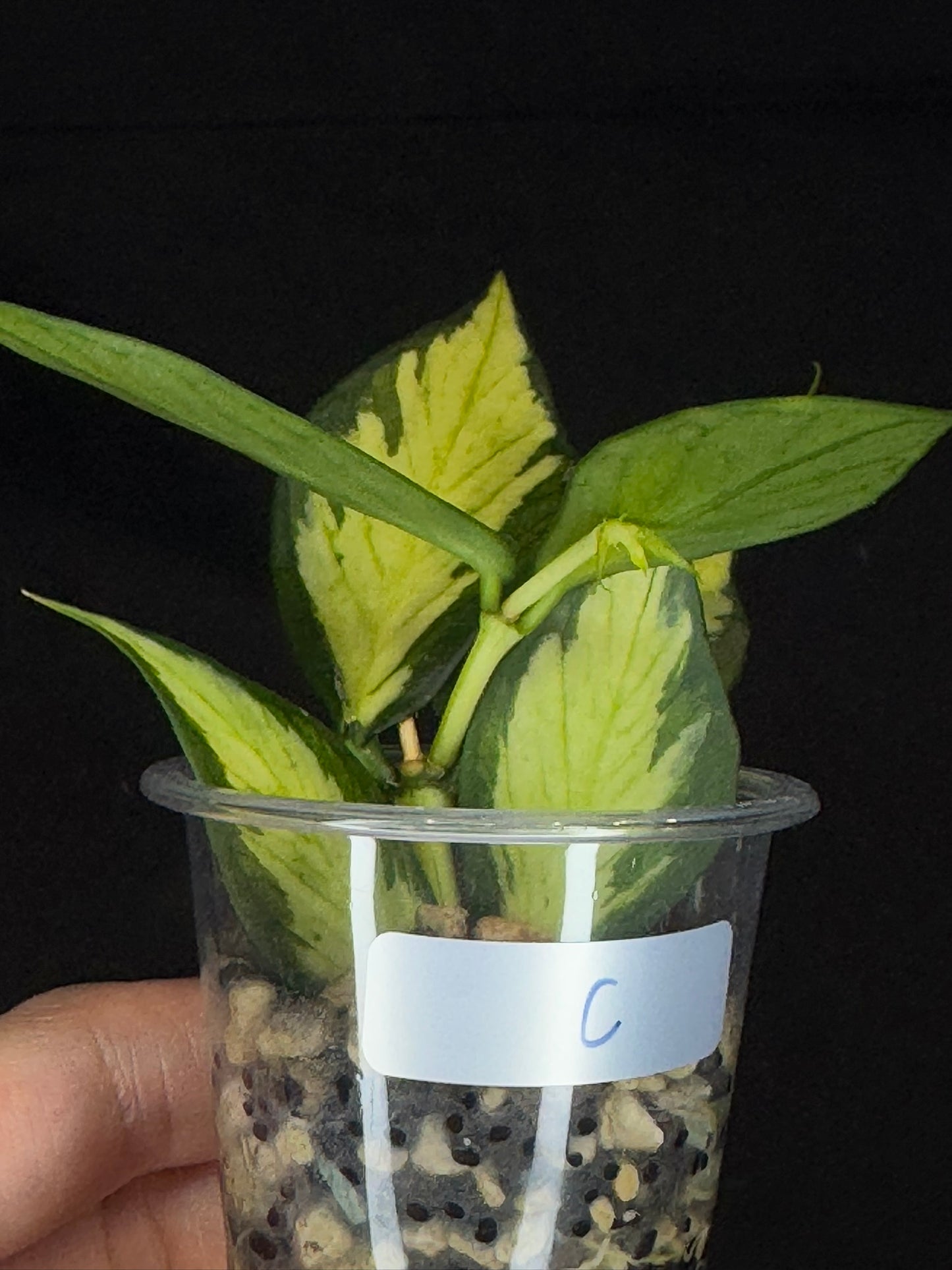 Hoya polyneura variegated (inner) (#C), rare and beautiful variegation