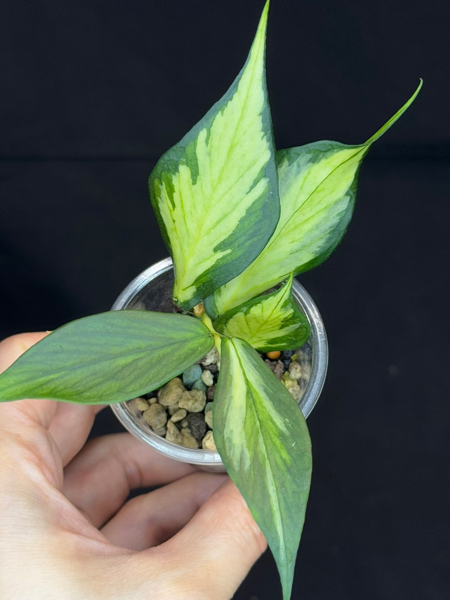 Hoya polyneura variegated (inner) (#C), rare and beautiful variegation