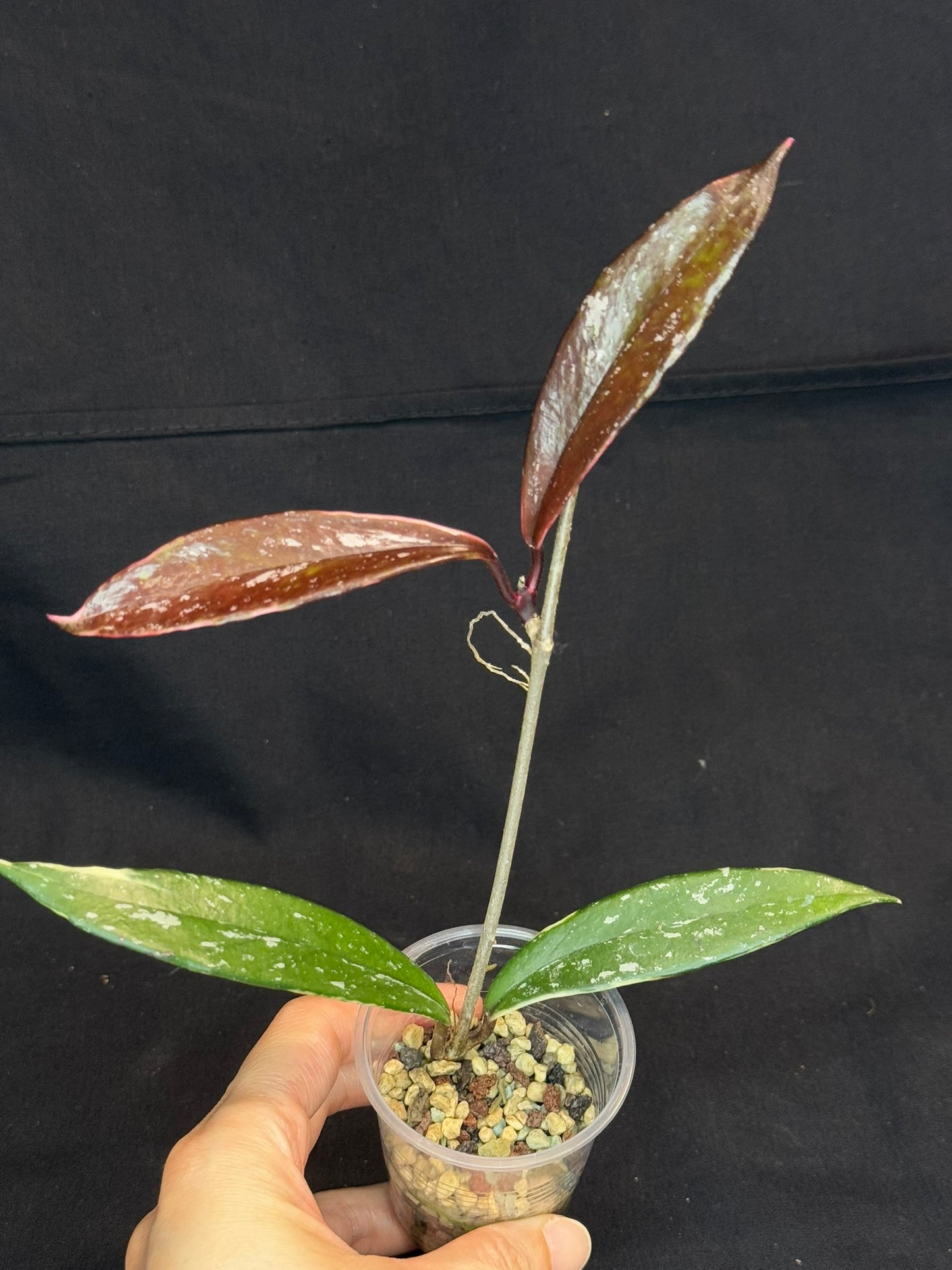 Hoya Pubicaly Albomarginata (outer variegated, splash), rare
