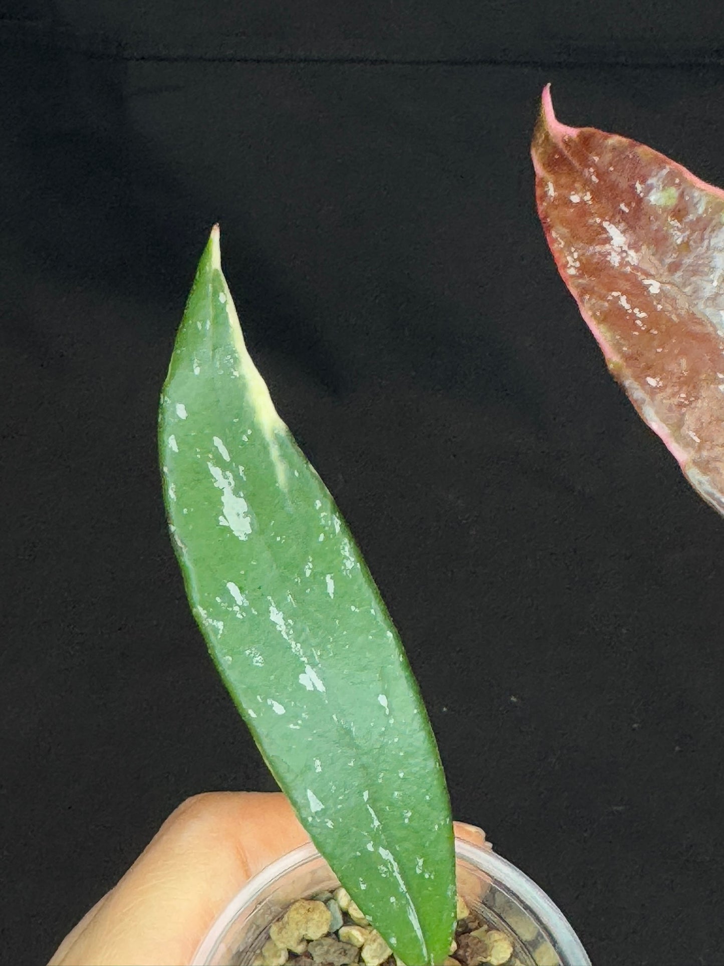 Hoya Pubicaly Albomarginata (outer variegated, splash), rare