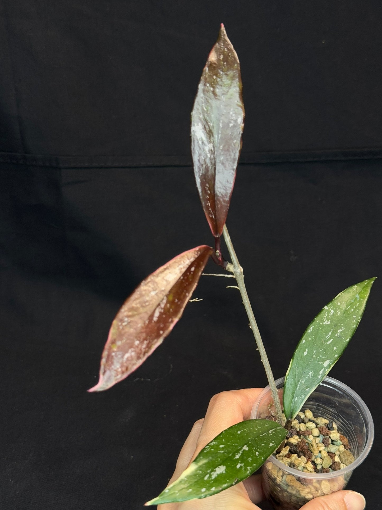 Hoya Pubicaly Albomarginata (outer variegated, splash), rare