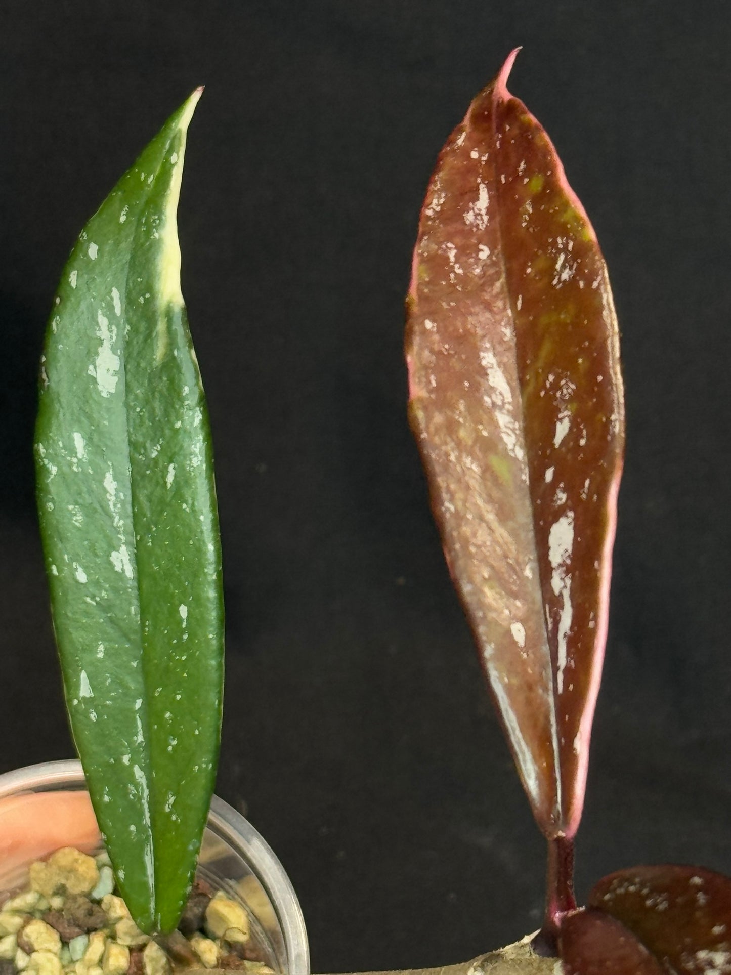 Hoya Pubicaly Albomarginata (outer variegated, splash), rare