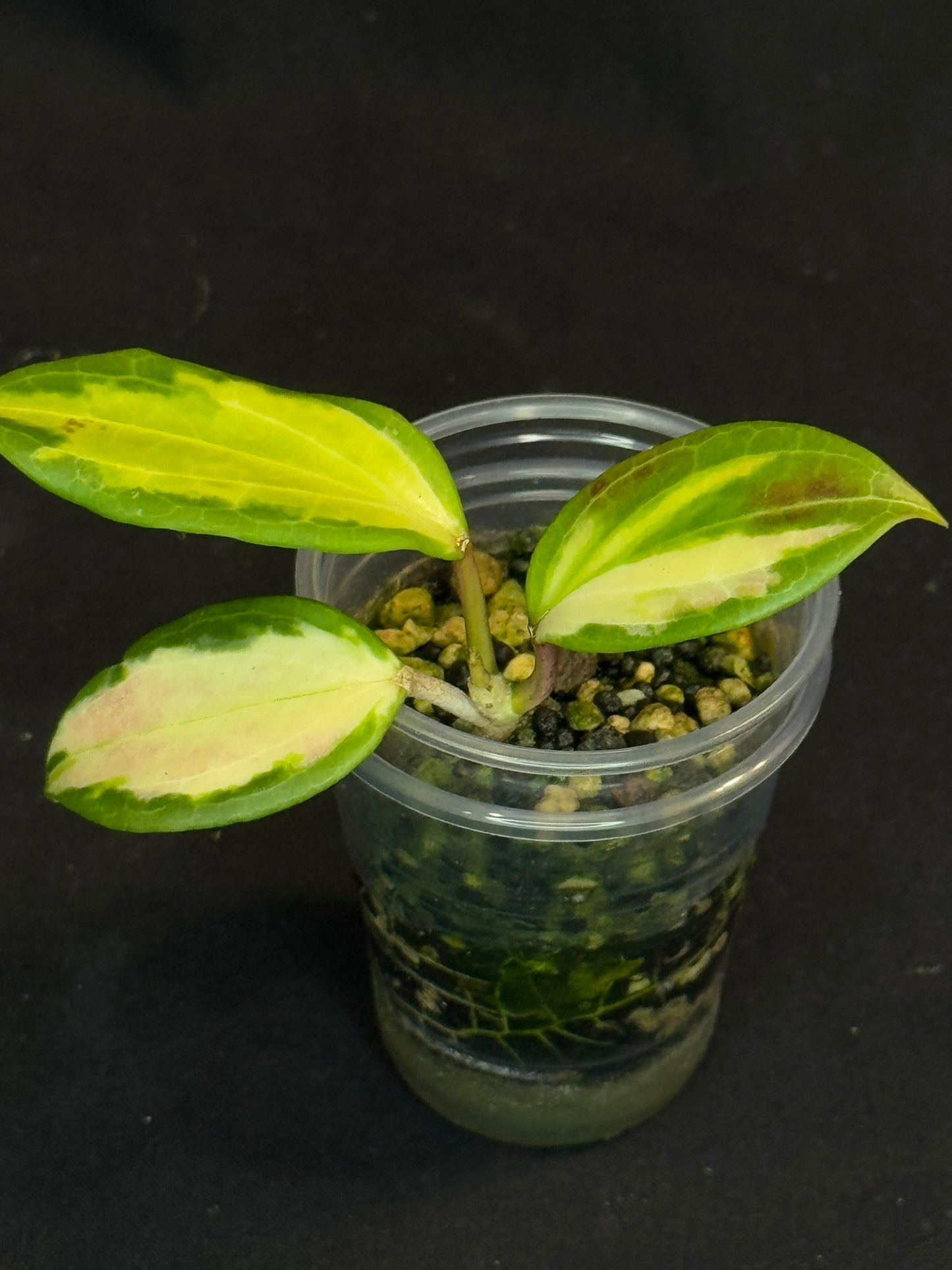 Hoya merrillii (Inner Variegated), rare