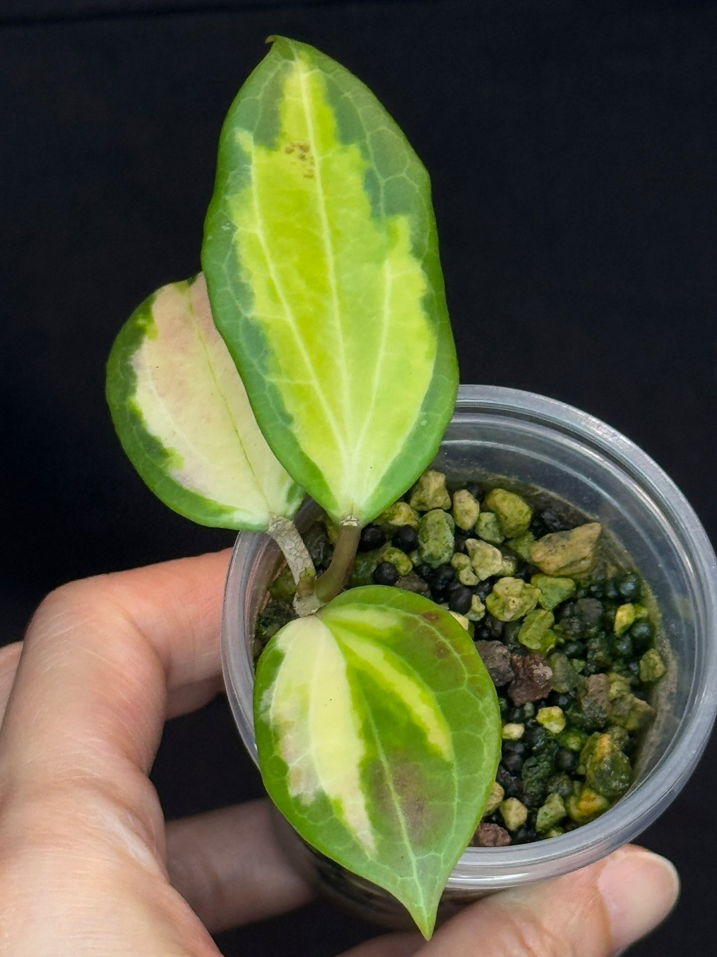 Hoya merrillii (Inner Variegated), rare