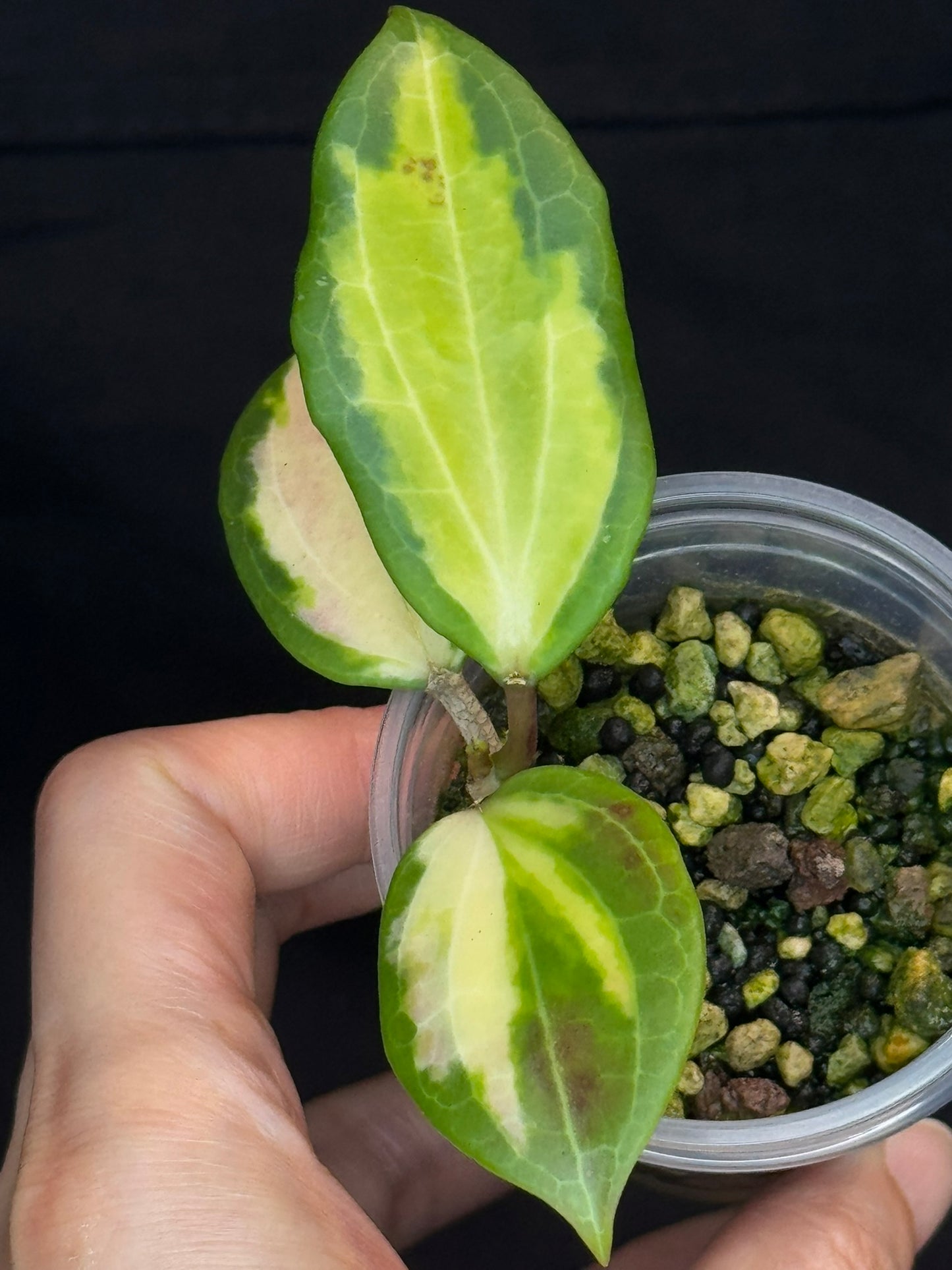 Hoya merrillii (Inner Variegated), rare