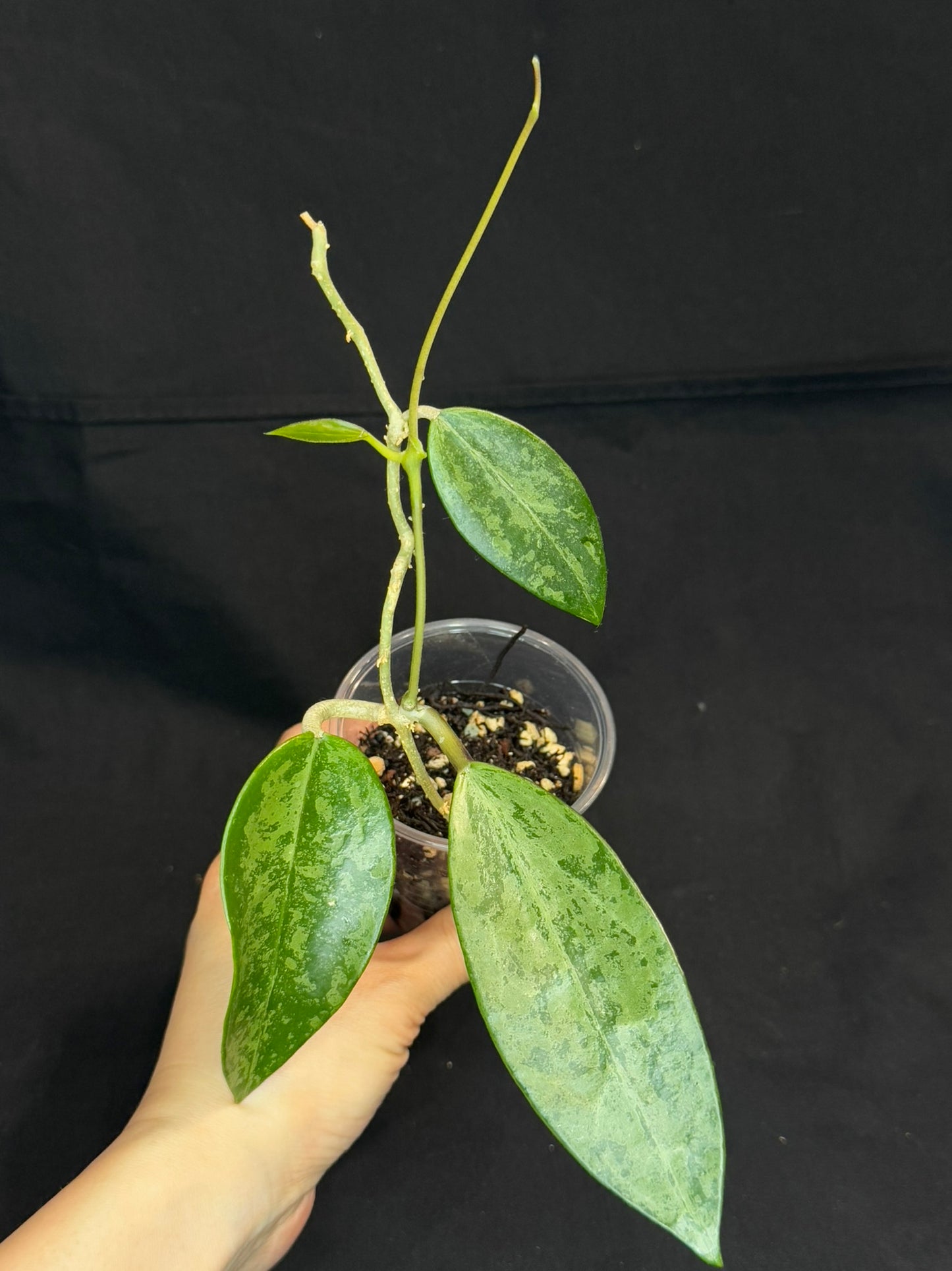 Hoya Rime silver/high splash, beautiful silver splashes on dark green foliage