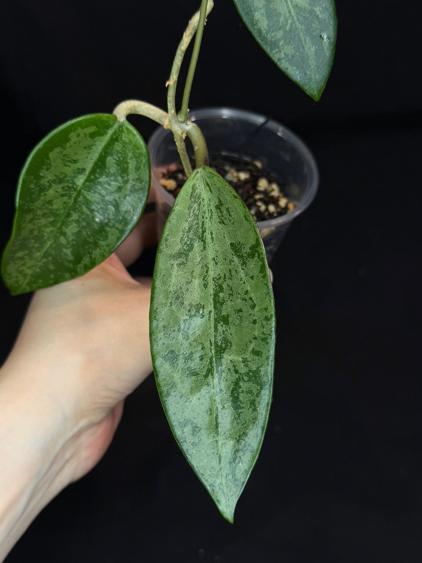 Hoya Rime silver/high splash, beautiful silver splashes on dark green foliage