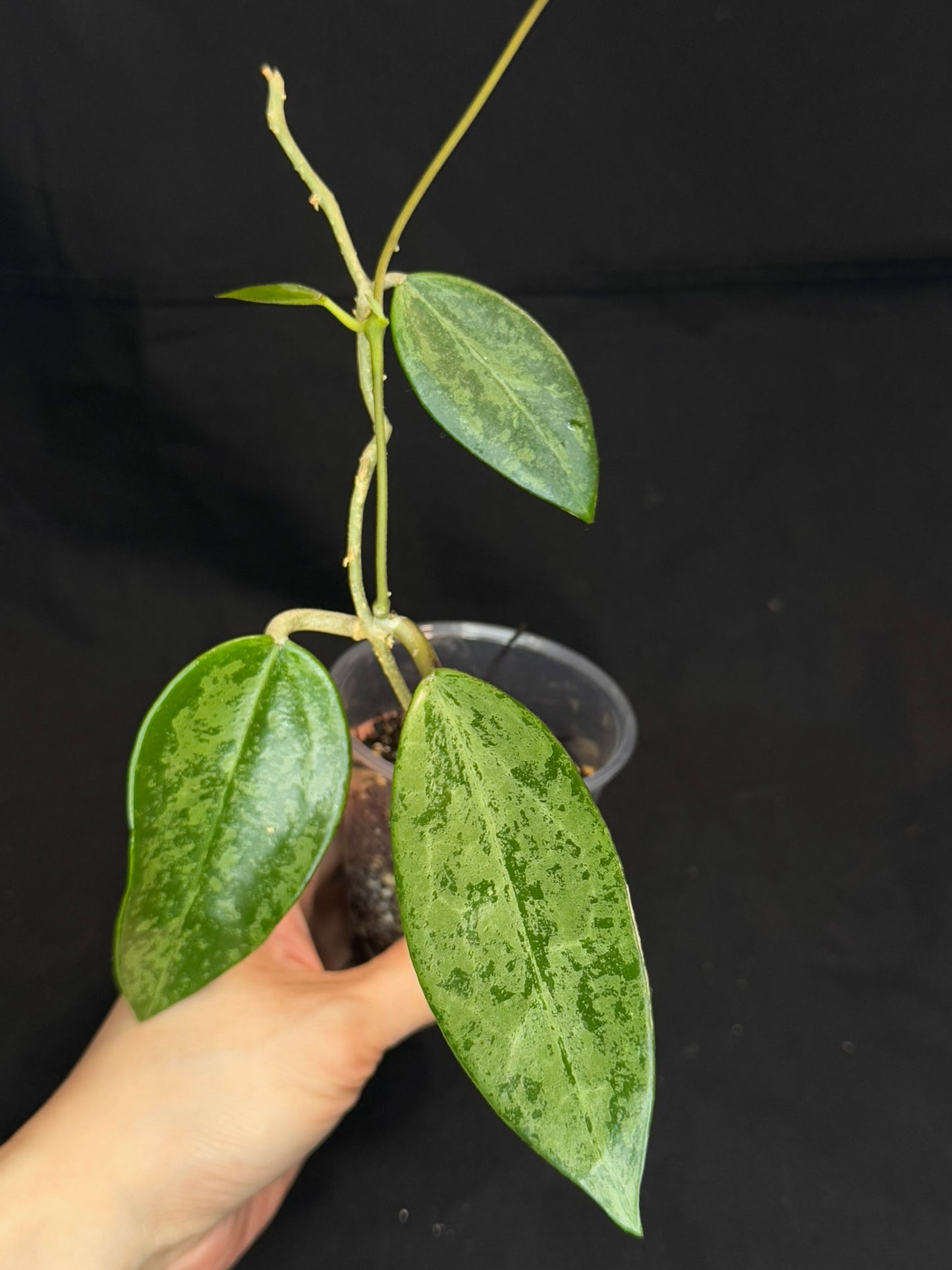Hoya Rime silver/high splash, beautiful silver splashes on dark green foliage