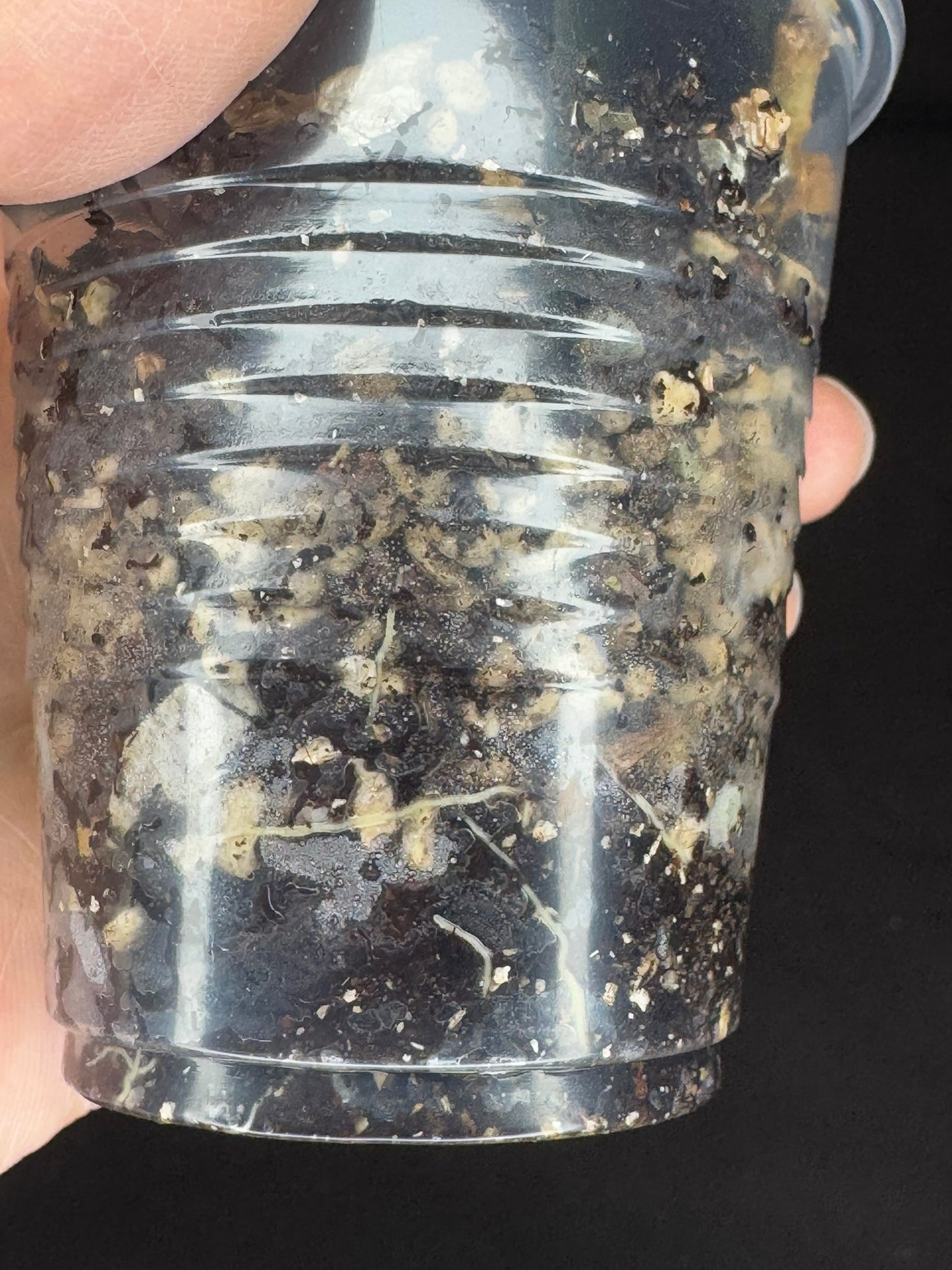 Hoya Rime silver/high splash, beautiful silver splashes on dark green foliage