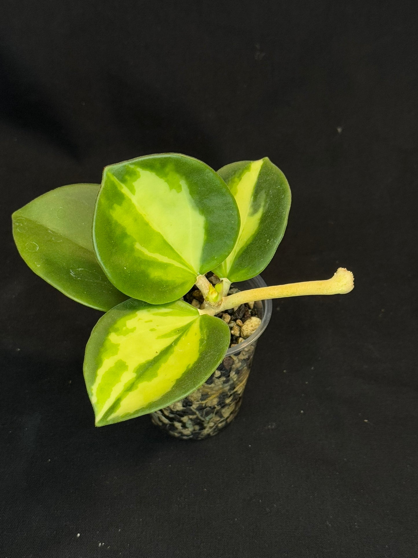 Hoya pachyclada variegata (inner), nice variegation, with a peduncle