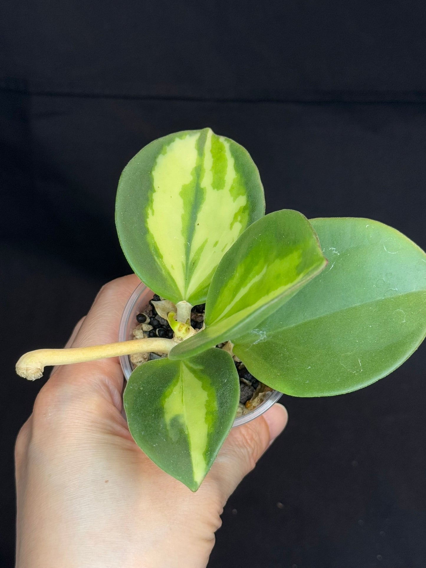 Hoya pachyclada variegata (inner), nice variegation, with a peduncle