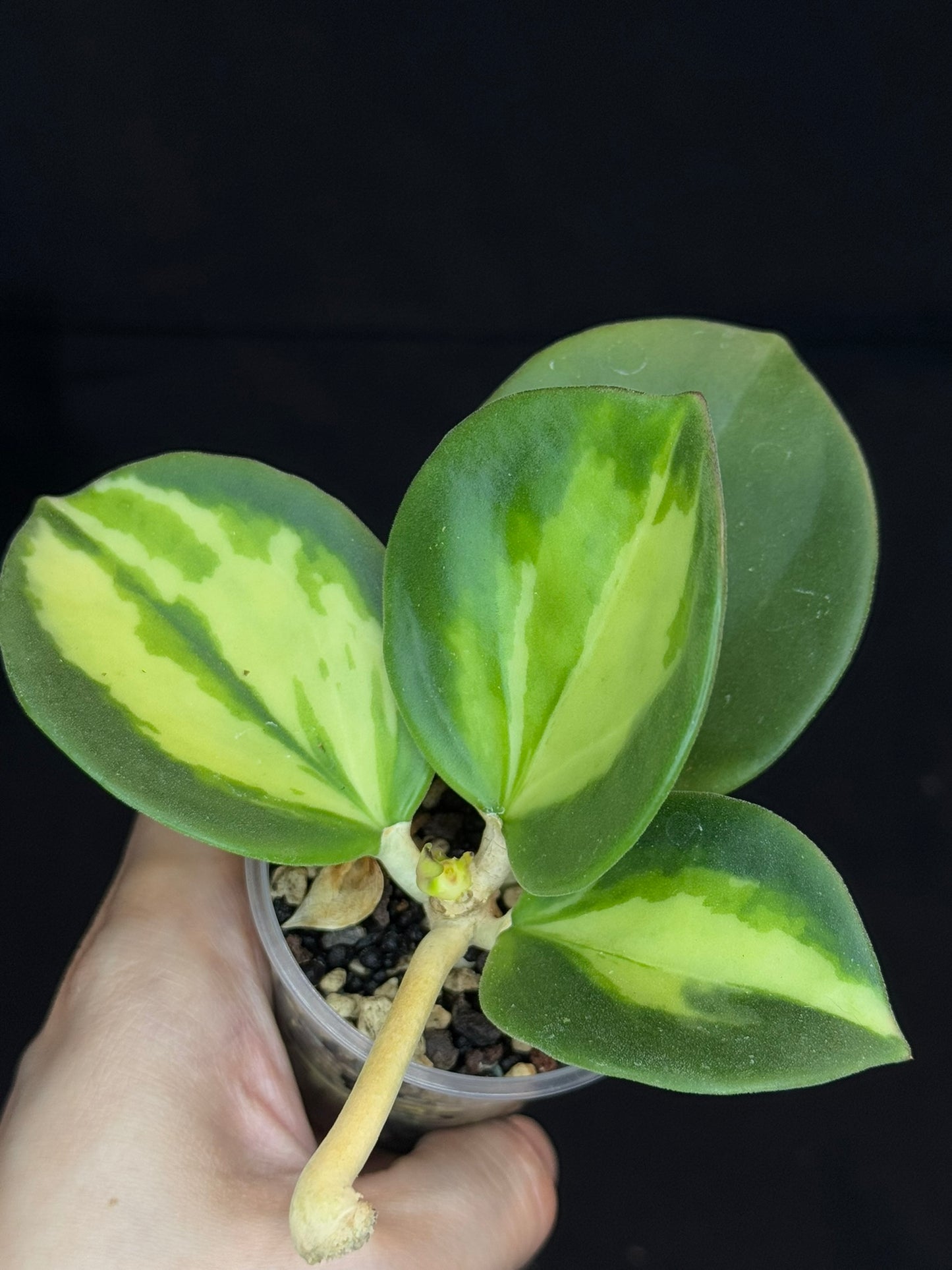 Hoya pachyclada variegata (inner), nice variegation, with a peduncle