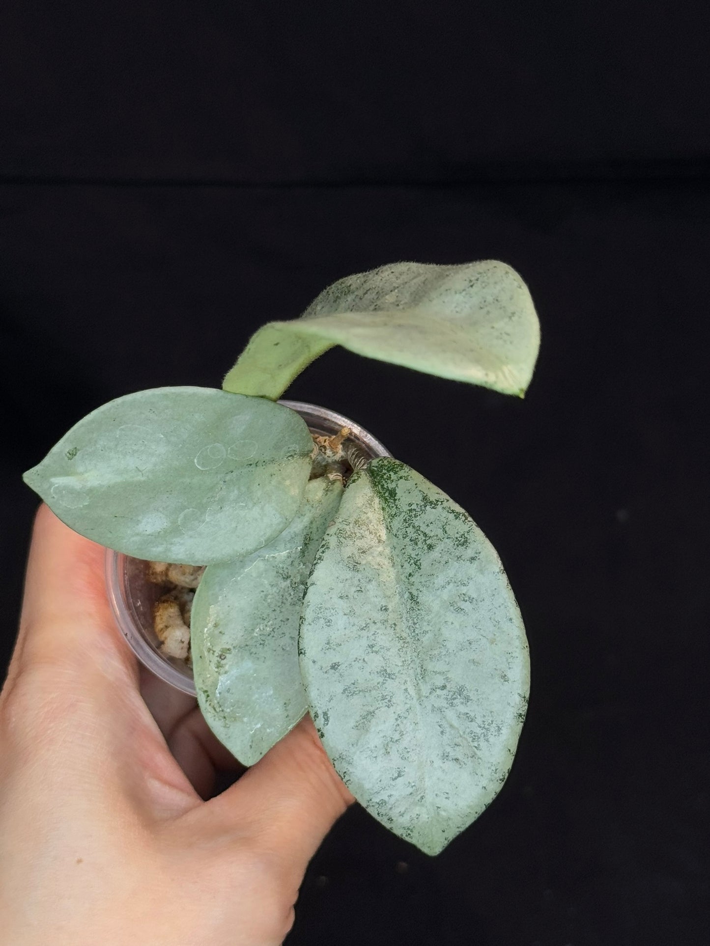 Hoya carnosa 'GREY GHOST', nice grey leaves