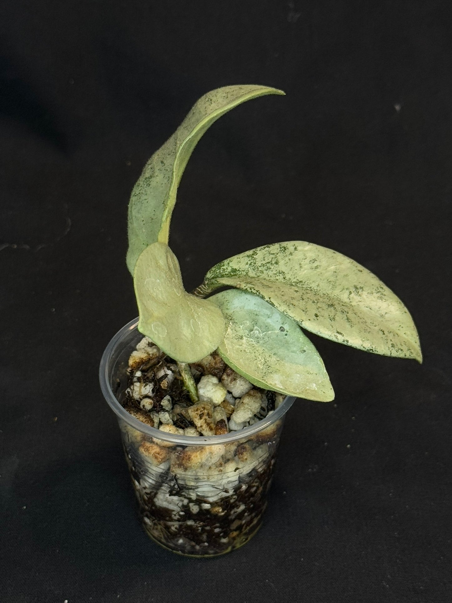 Hoya carnosa 'GREY GHOST', nice grey leaves