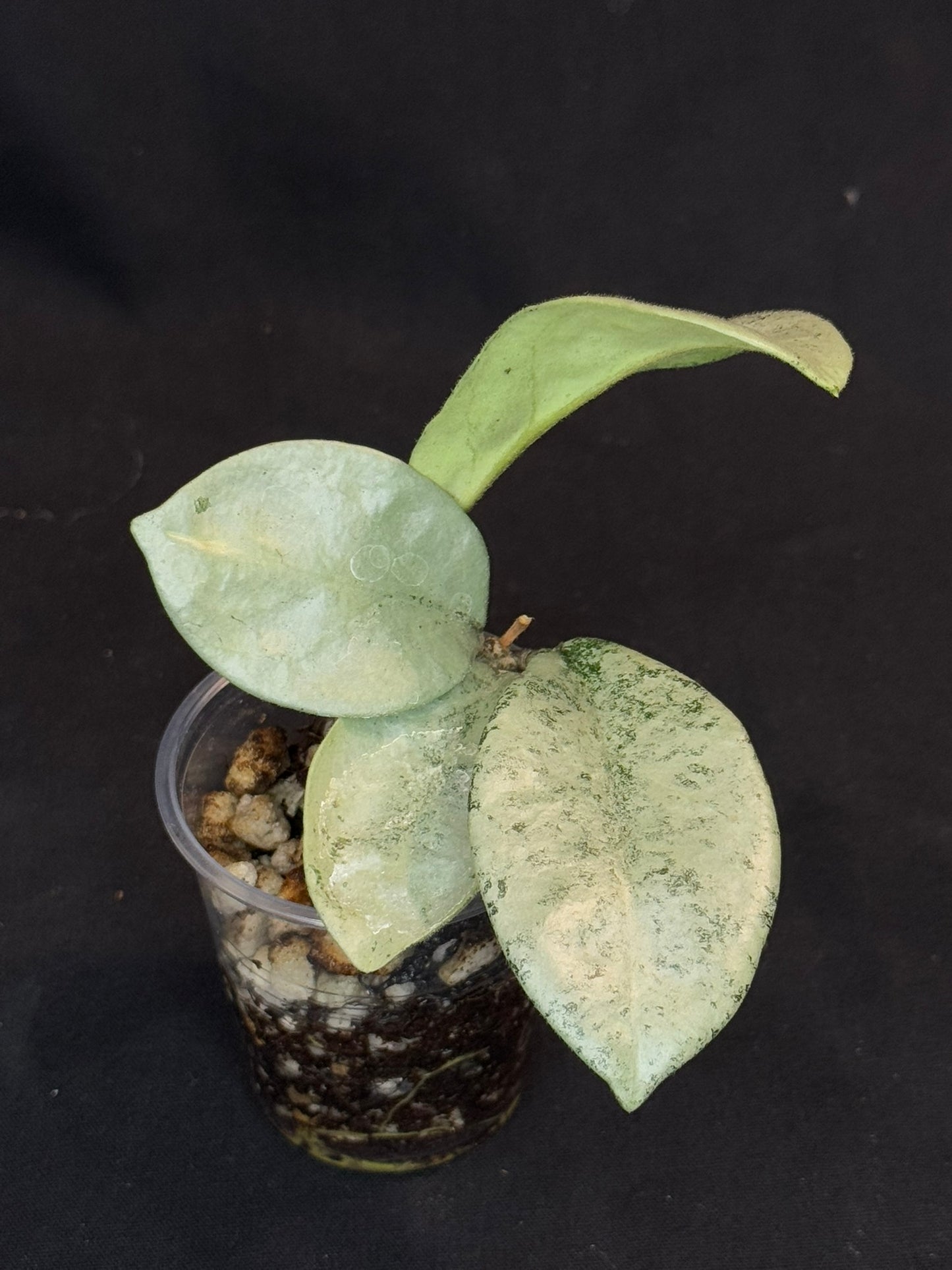 Hoya carnosa 'GREY GHOST', nice grey leaves