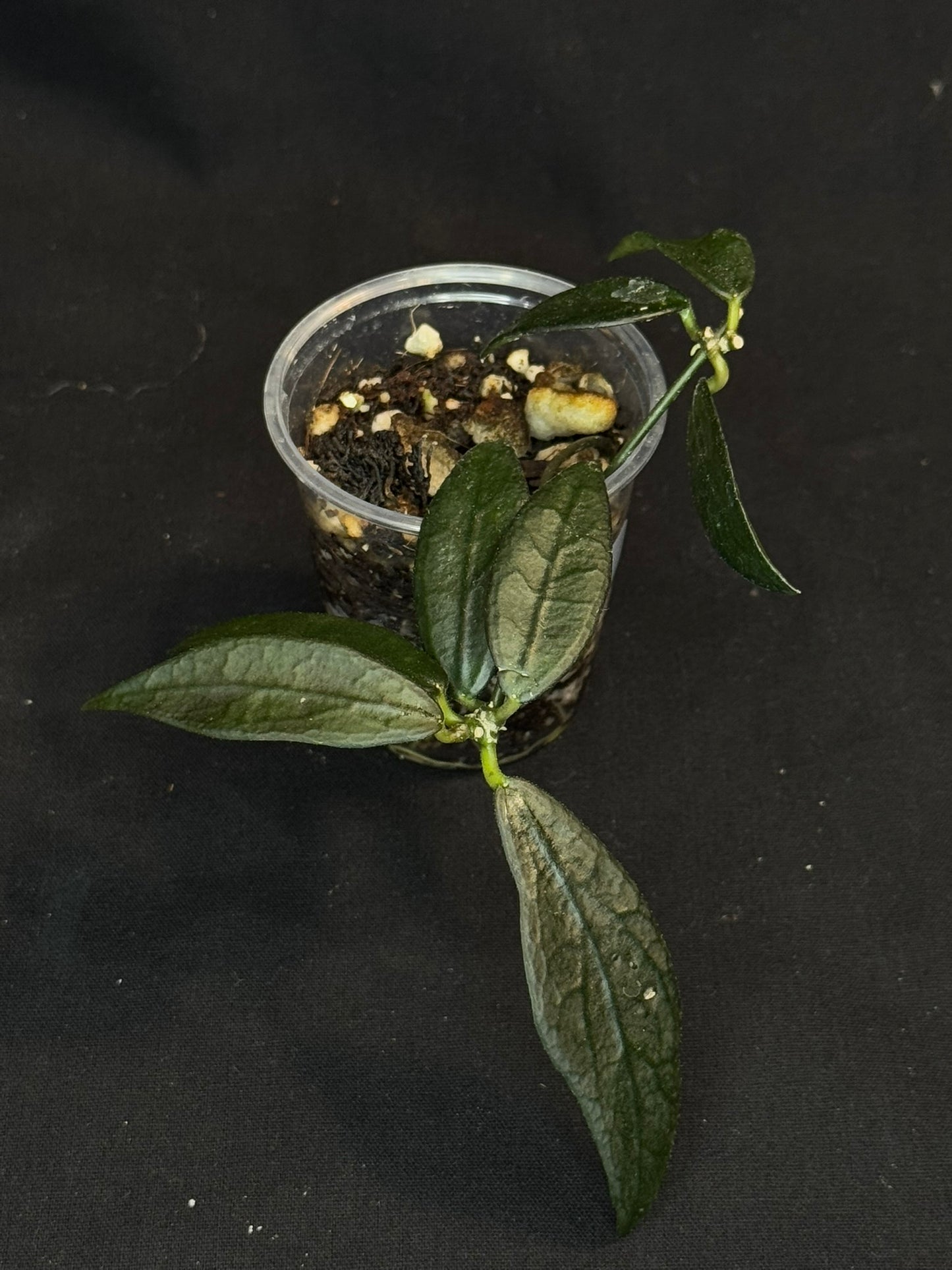 Hoya GPS 88 (#1), dark small leaf with veins, special leaves, two plants in a pot