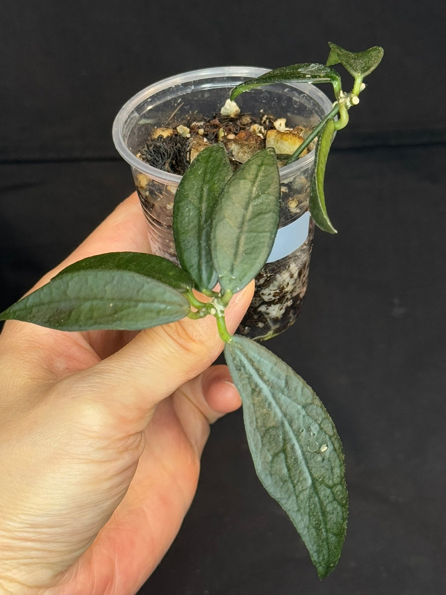 Hoya GPS 88 (#1), dark small leaf with veins, special leaves, two plants in a pot