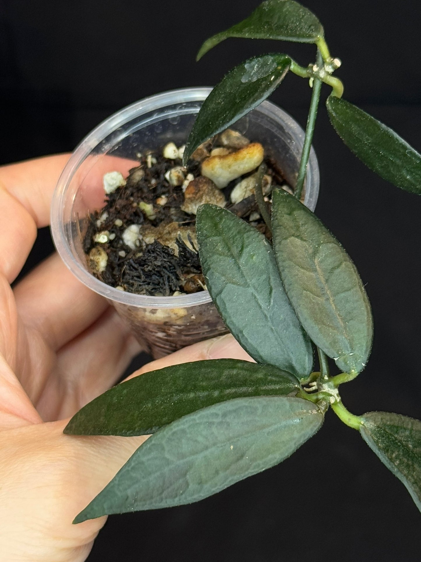 Hoya GPS 88 (#1), dark small leaf with veins, special leaves, two plants in a pot