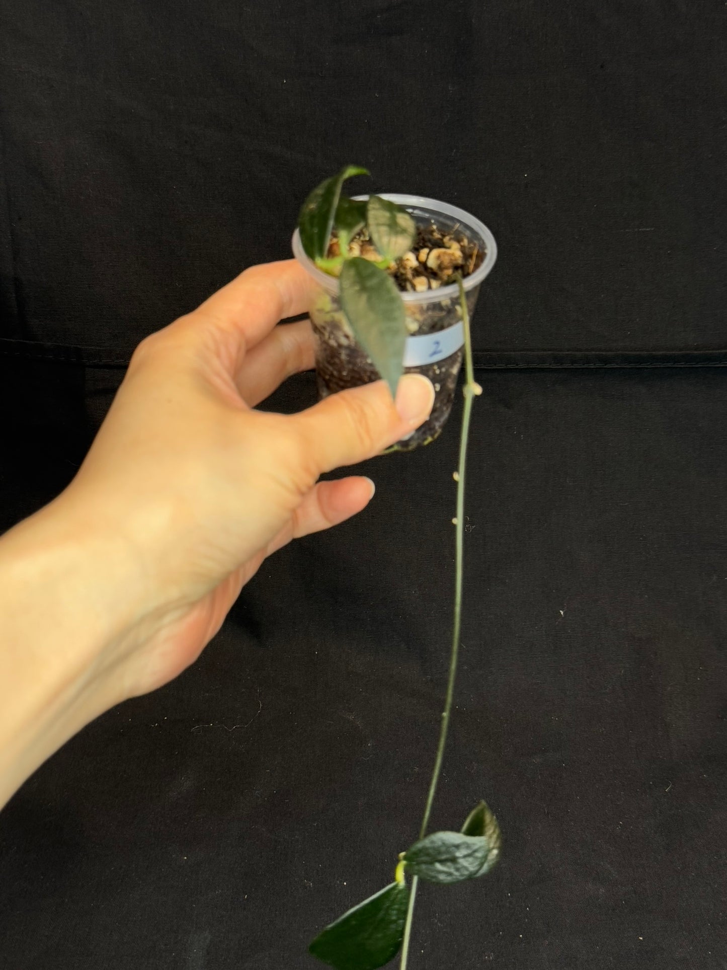 Hoya GPS 88 (#2), dark small leaf with veins, special leaves, two plants in a pot