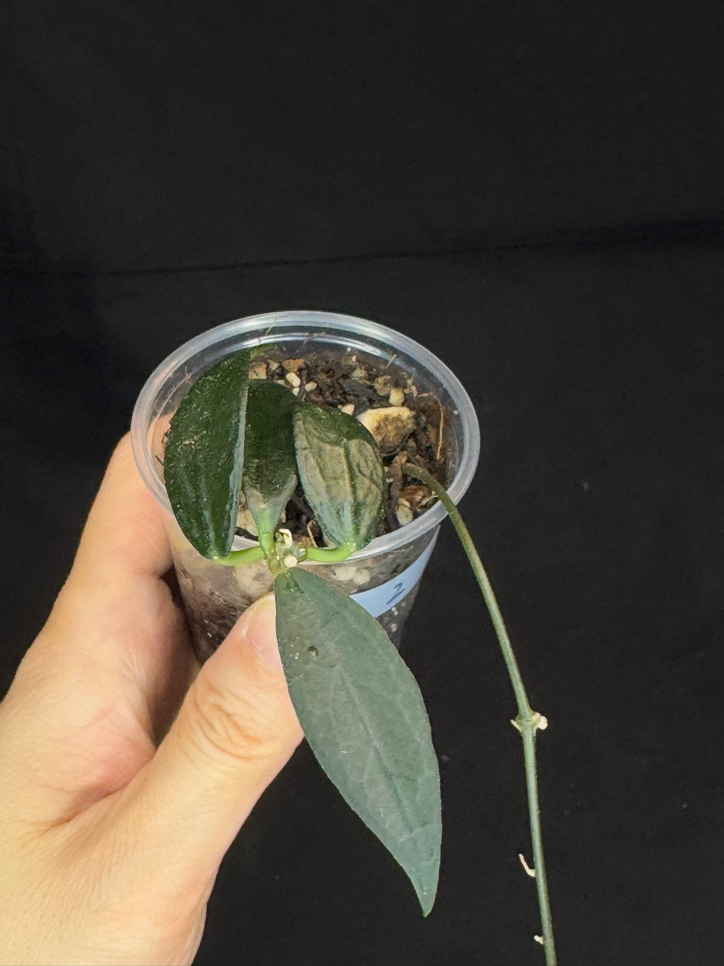 Hoya GPS 88 (#2), dark small leaf with veins, special leaves, two plants in a pot