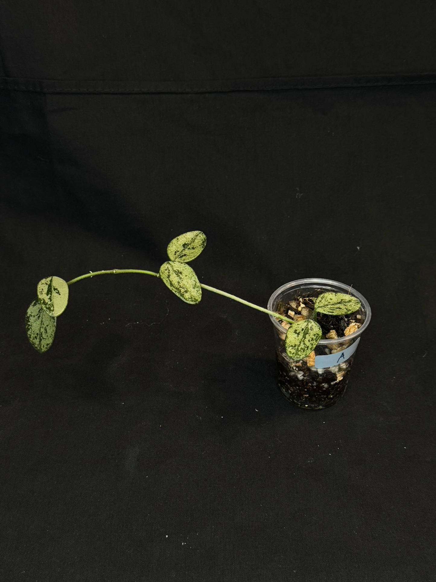 Hoya Lima high Splash, attracting splashy leaves (#A)