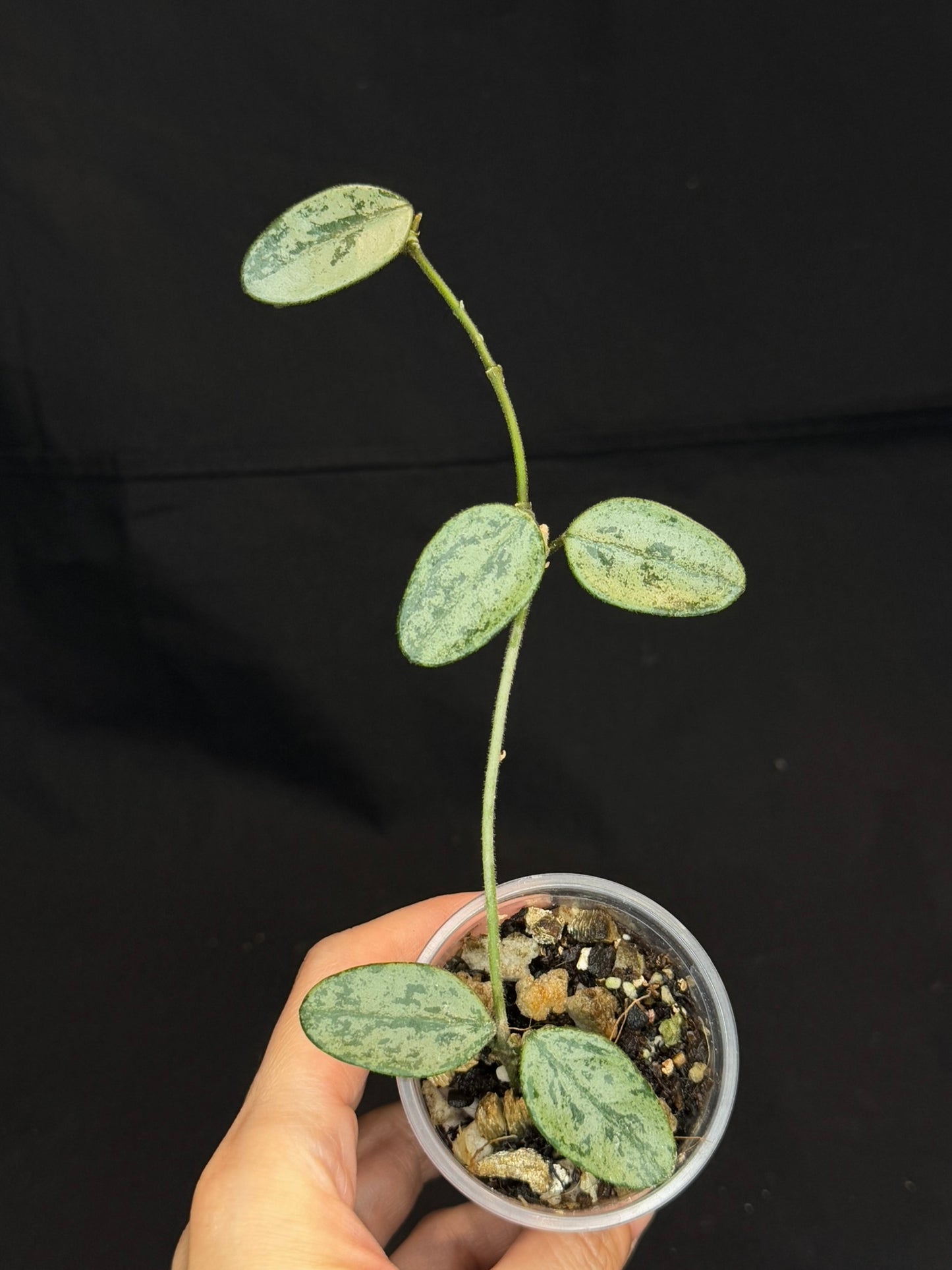 Hoya Lima high Splash, attracting splashy leaves (#A)