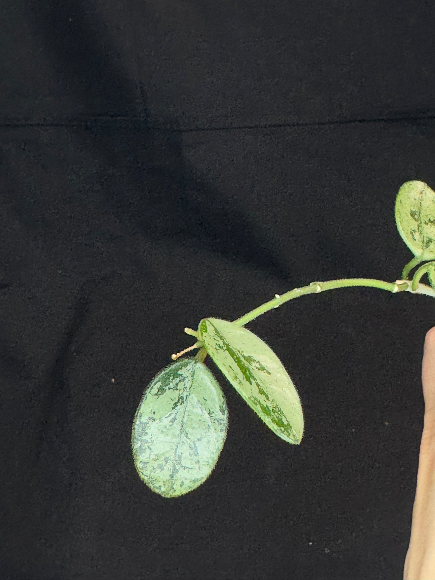 Hoya Lima high Splash, attracting splashy leaves (#A)