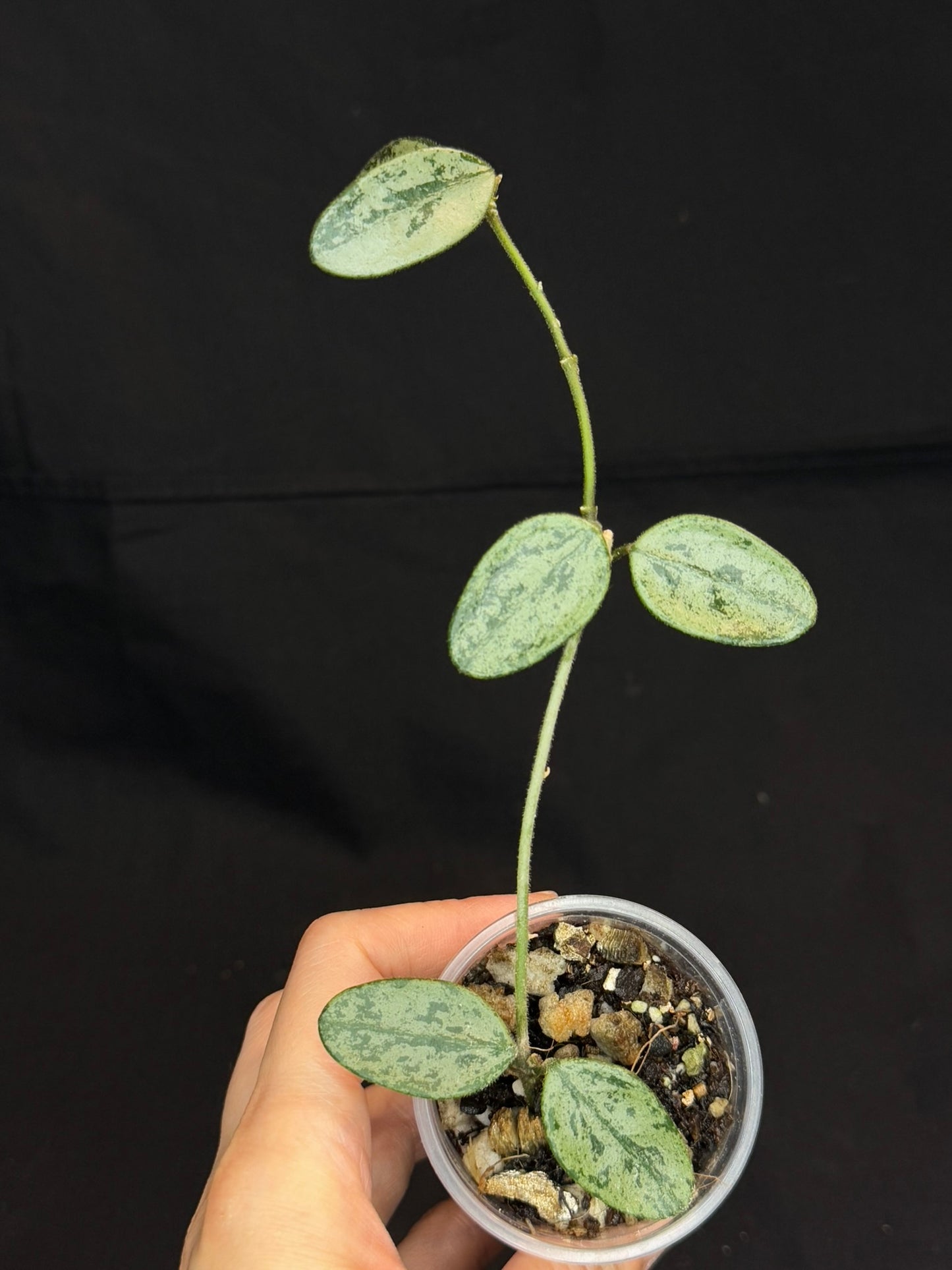 Hoya Lima high Splash, attracting splashy leaves (#A)