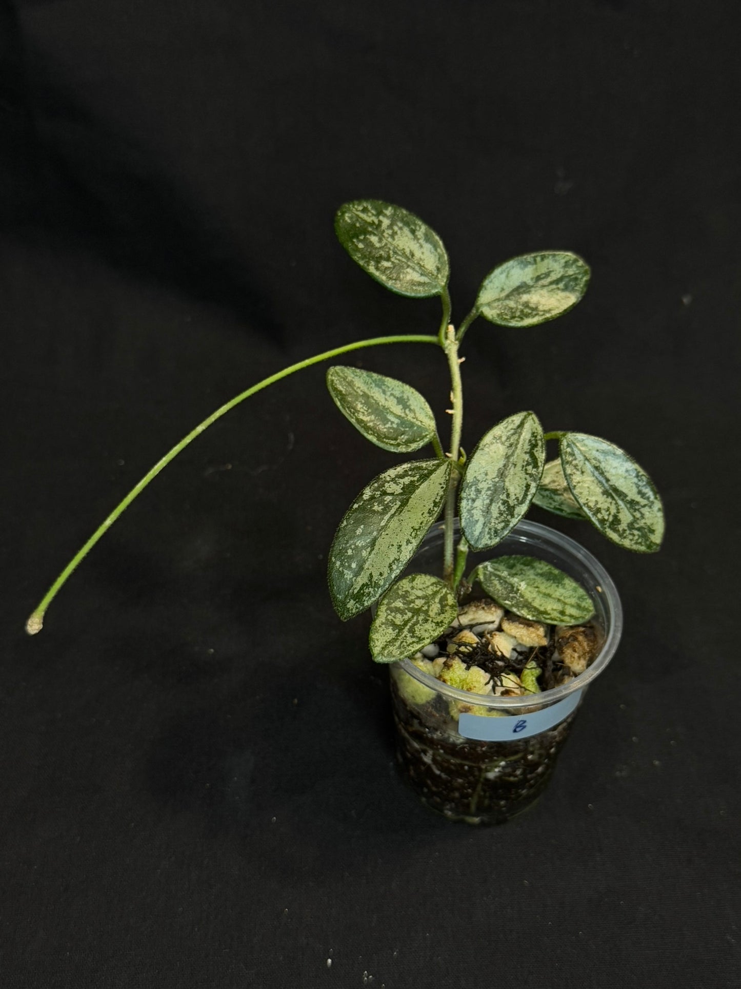 Hoya Lima high Splash, attracting splashy leaves (#B), with a peduncle