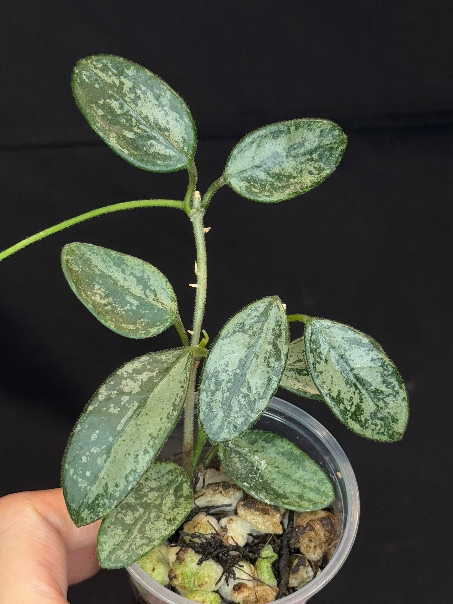 Hoya Lima high Splash, attracting splashy leaves (#B), with a peduncle