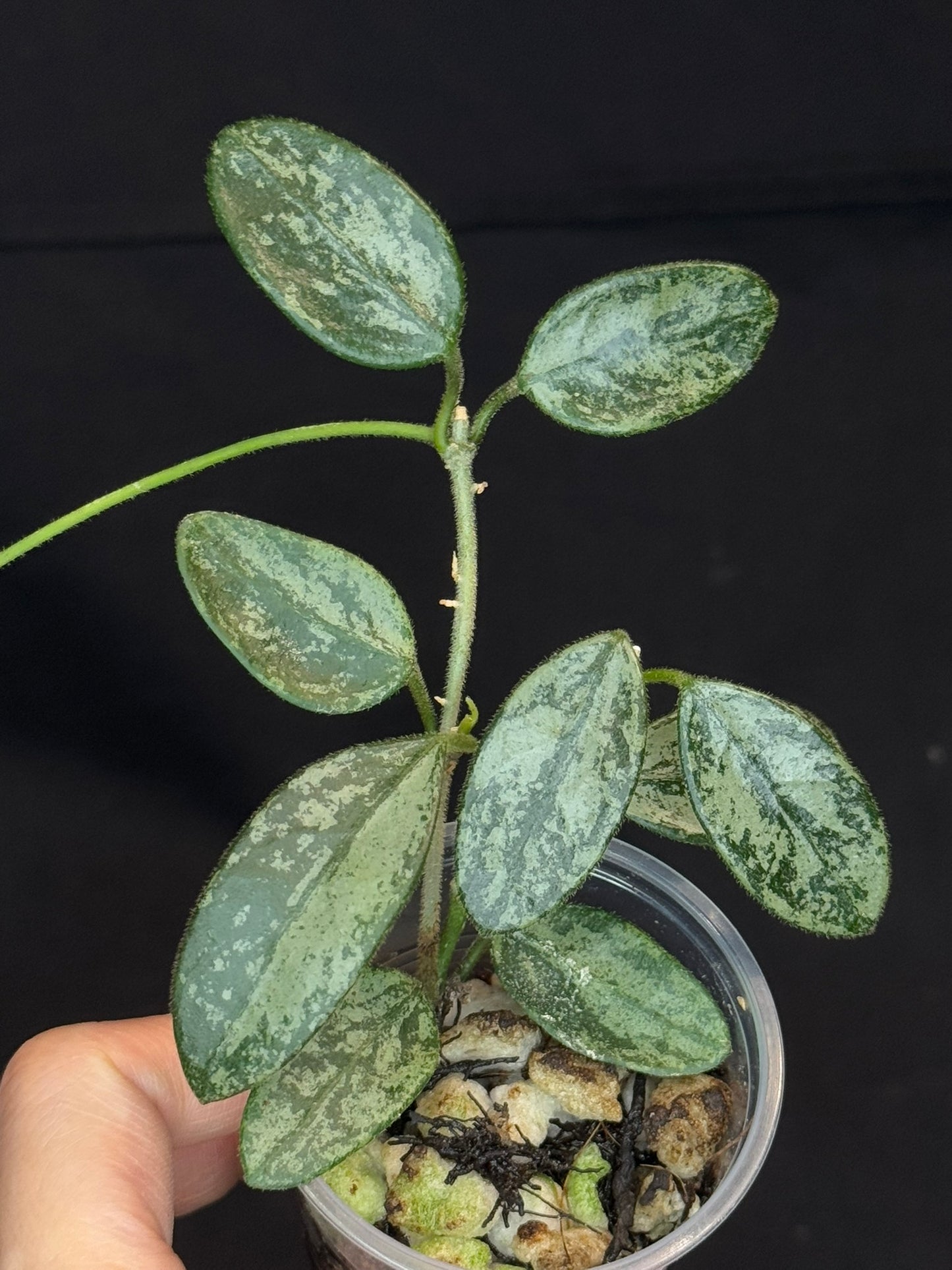 Hoya Lima high Splash, attracting splashy leaves (#B), with a peduncle