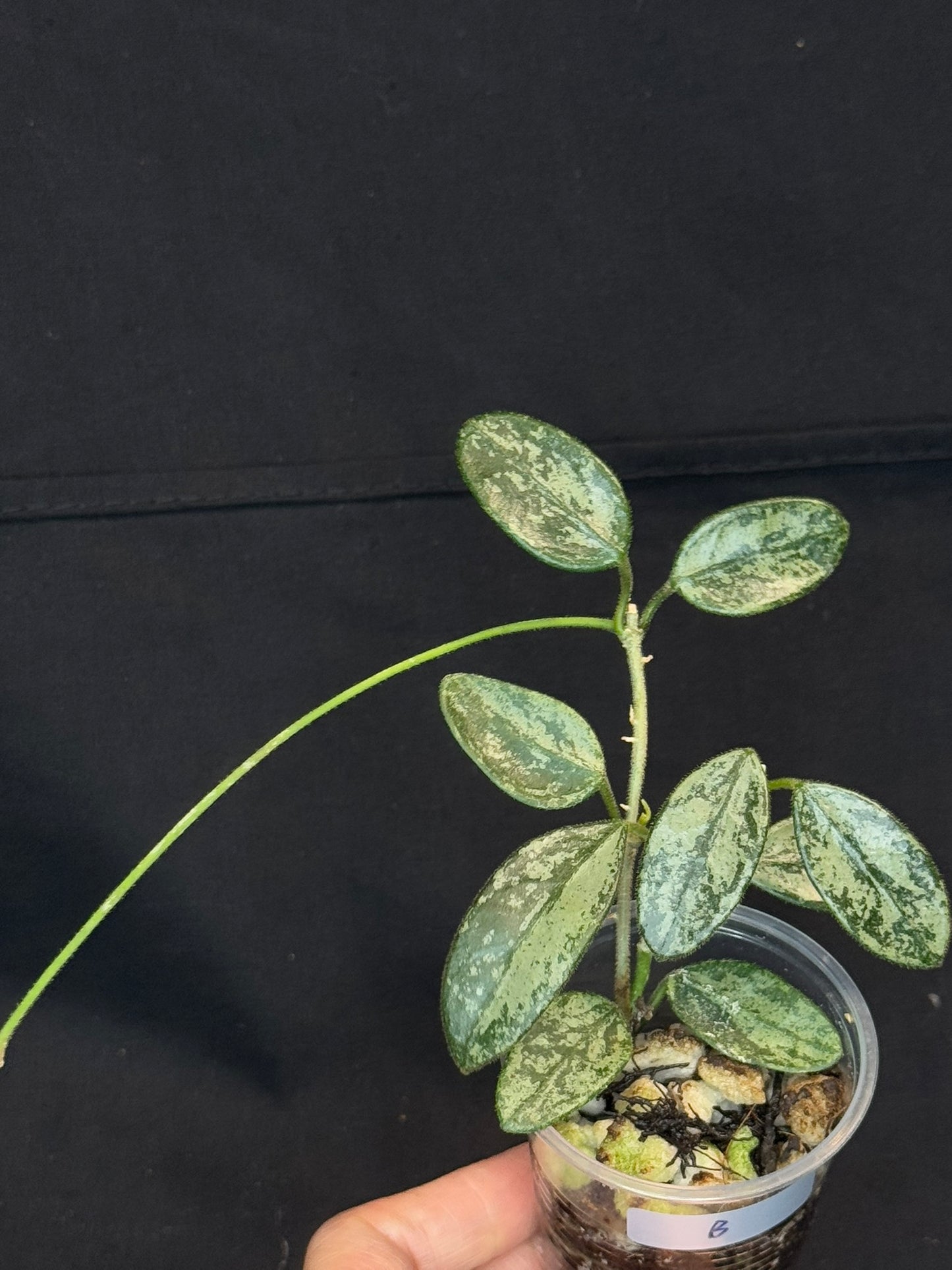 Hoya Lima high Splash, attracting splashy leaves (#B), with a peduncle