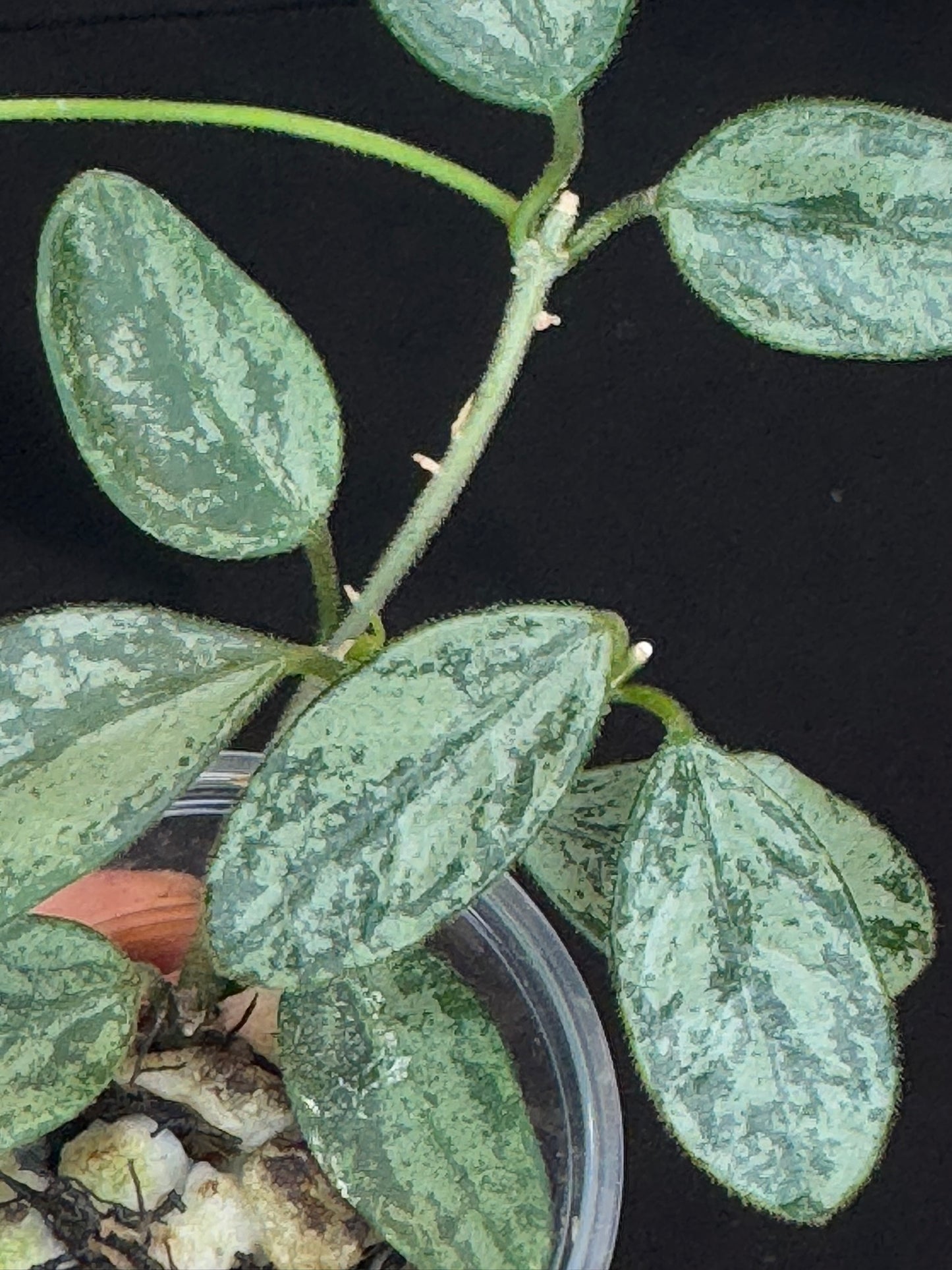 Hoya Lima high Splash, attracting splashy leaves (#B), with a peduncle