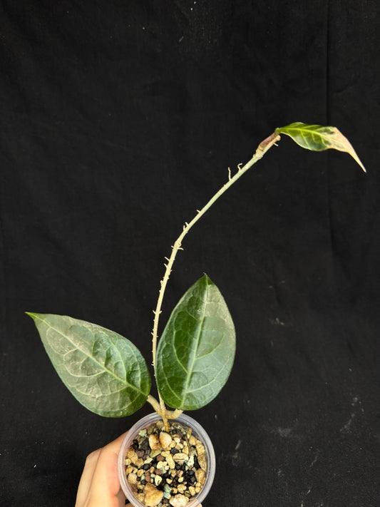 Hoya sp. Tanggamus albo-marginata, beautiful variegation