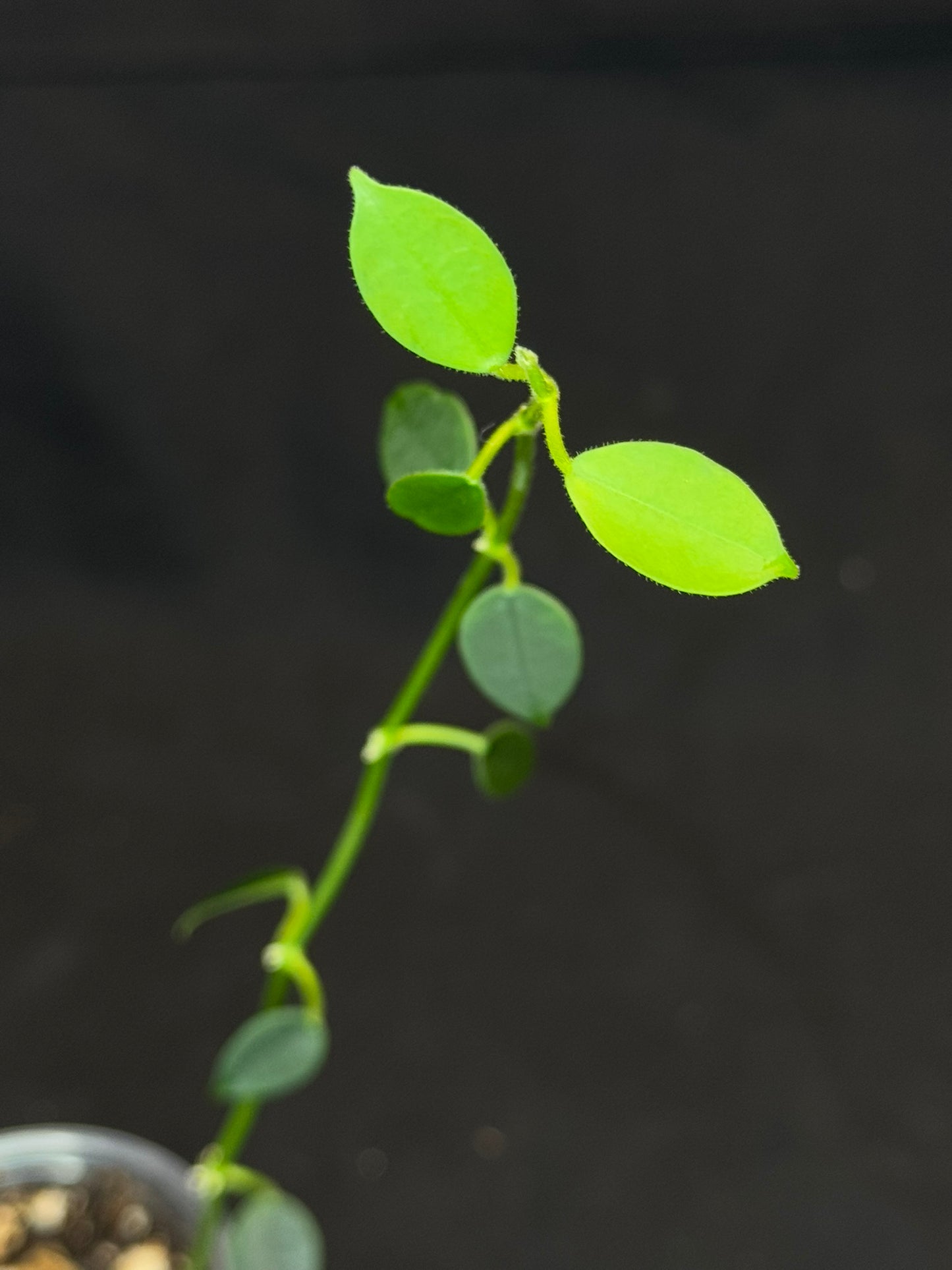 Hoya lithophytica, rare and cute, small leaves