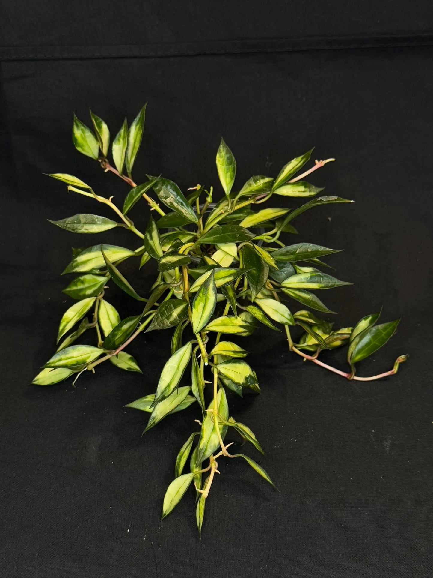 Hoya lacunosa variegated, small leaves variegated hoya, big plant